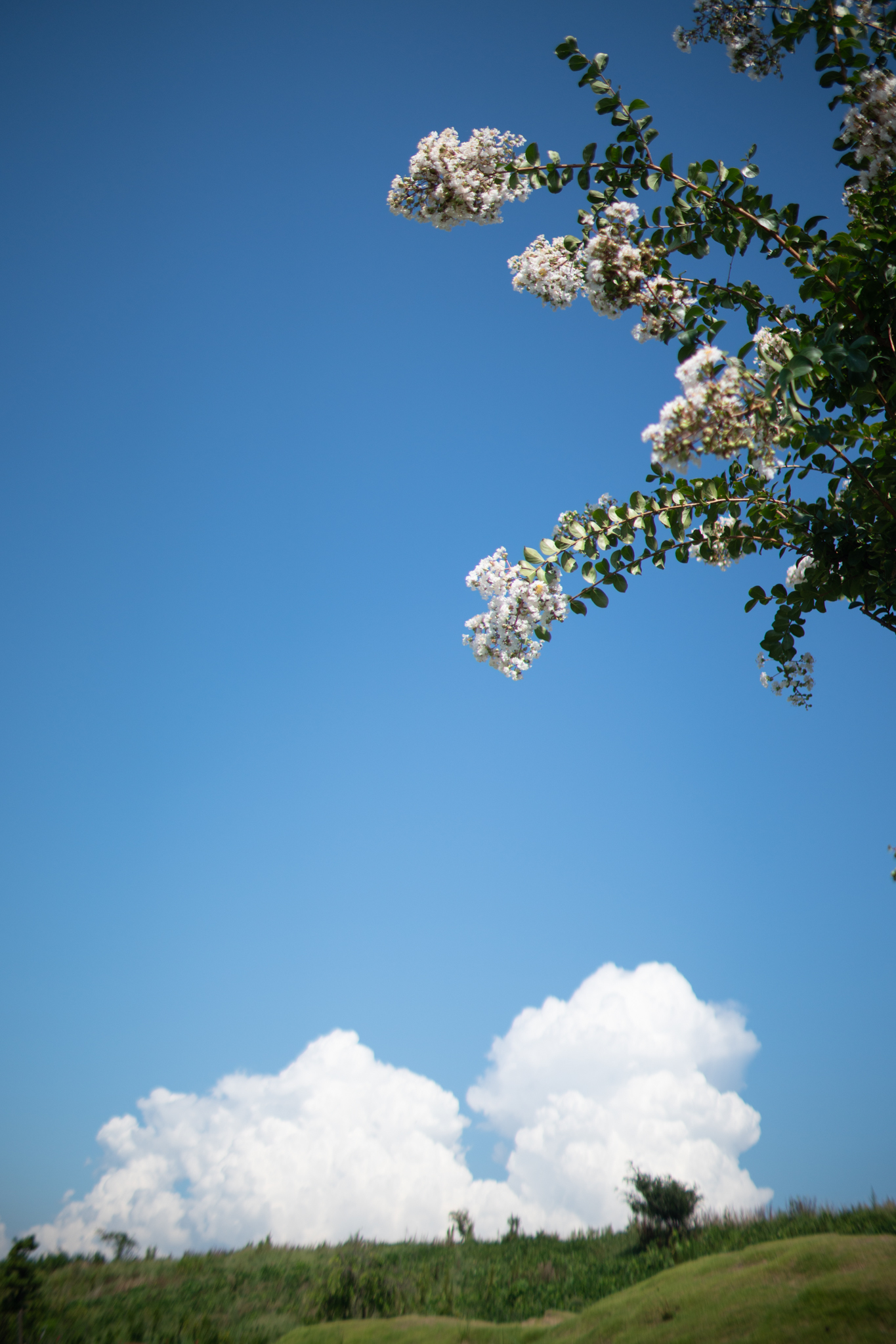 f:id:Paradisia:20200908065841j:plain