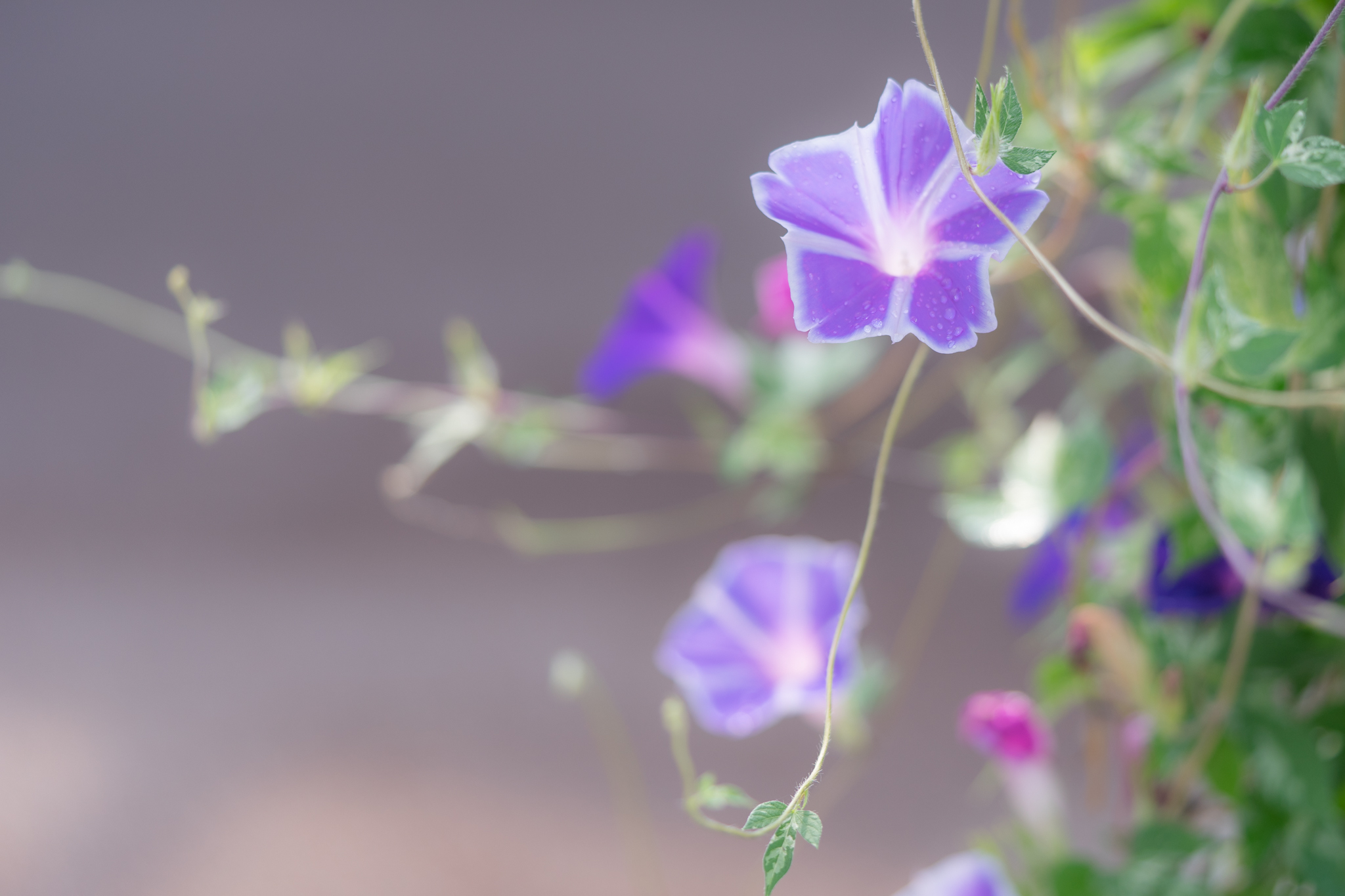 優しい色の星咲き朝顔 光と風と薔薇と