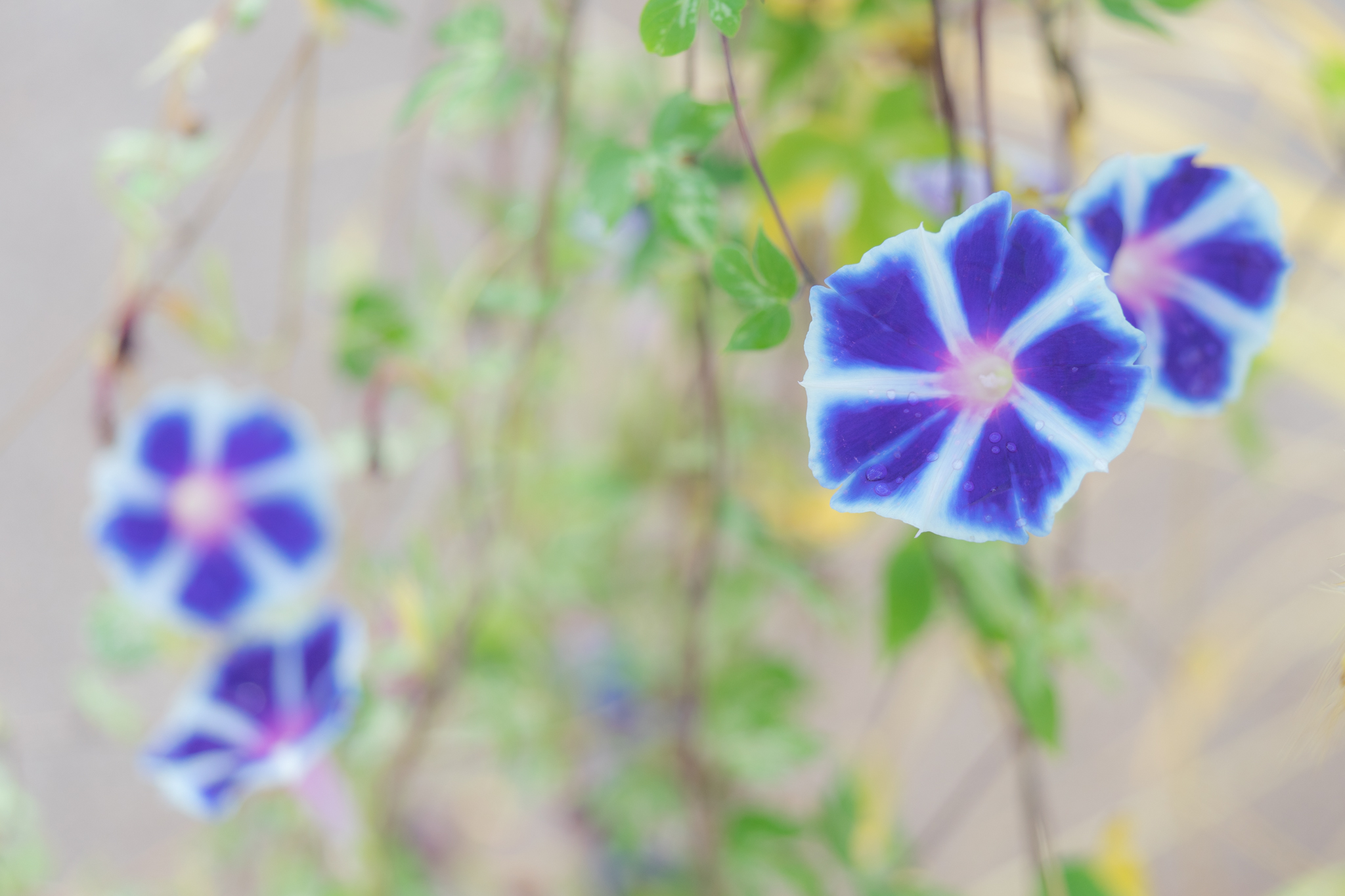 f:id:Paradisia:20200908071715j:plain