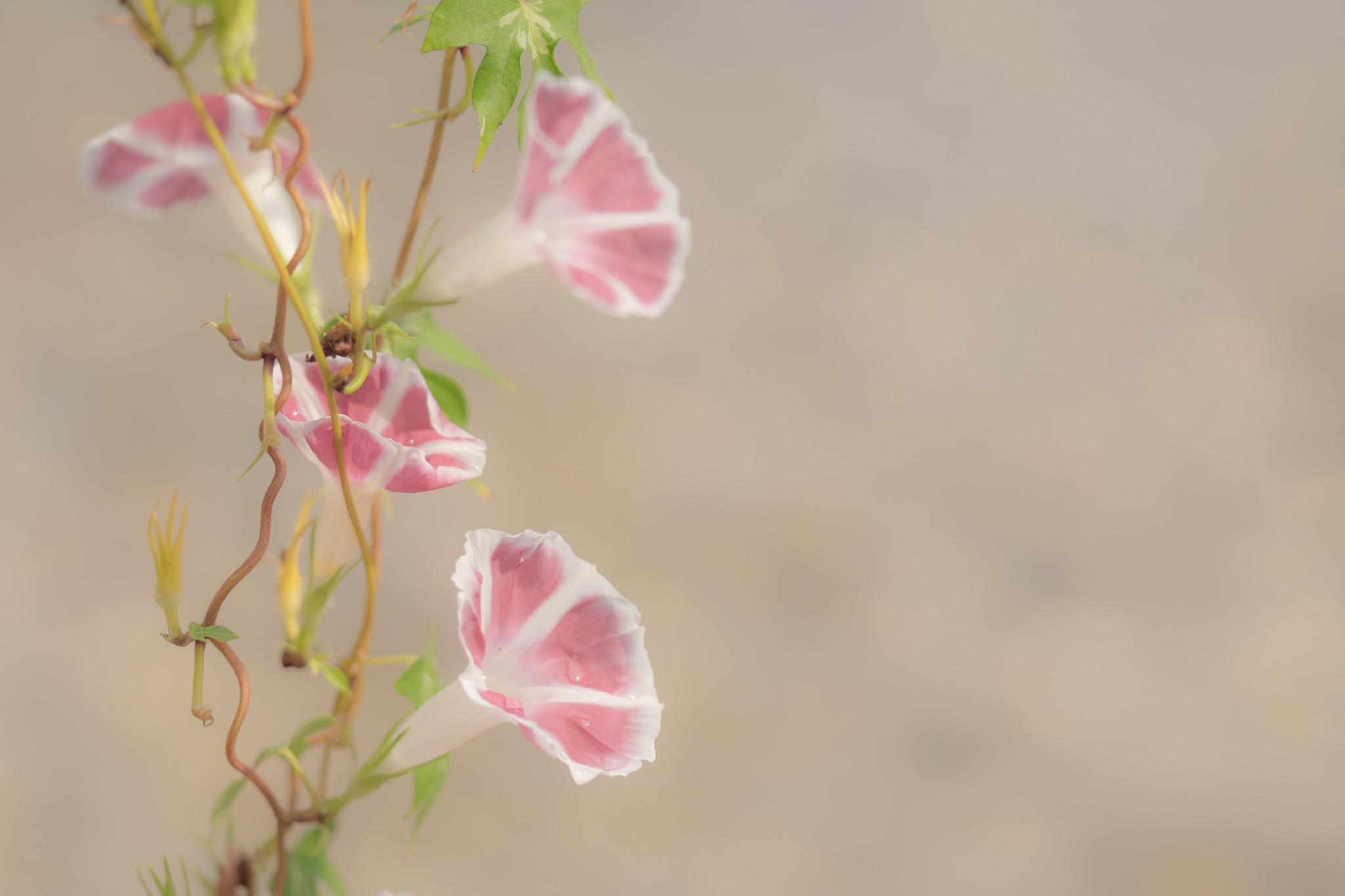f:id:Paradisia:20200908071728j:plain