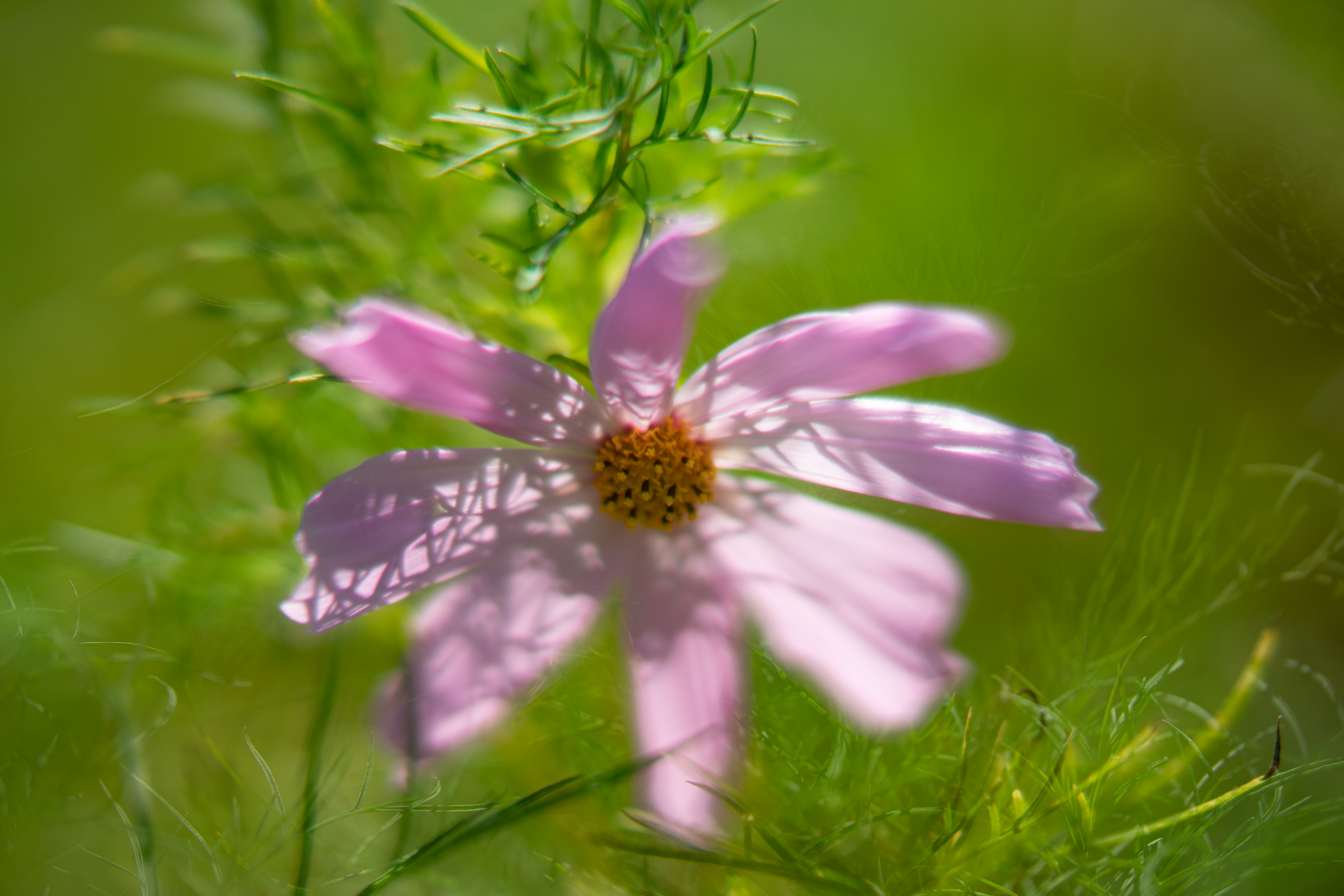 f:id:Paradisia:20200914064441j:plain