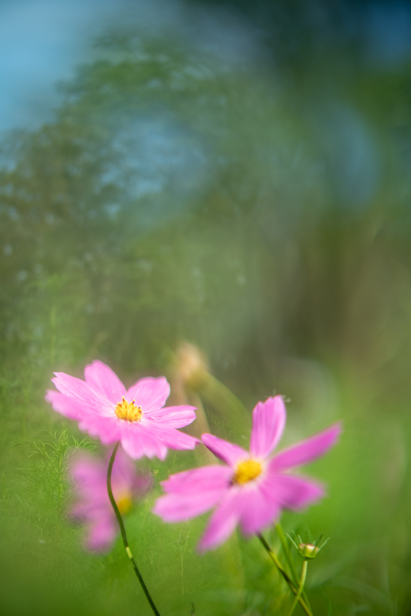 f:id:Paradisia:20200914064457j:plain