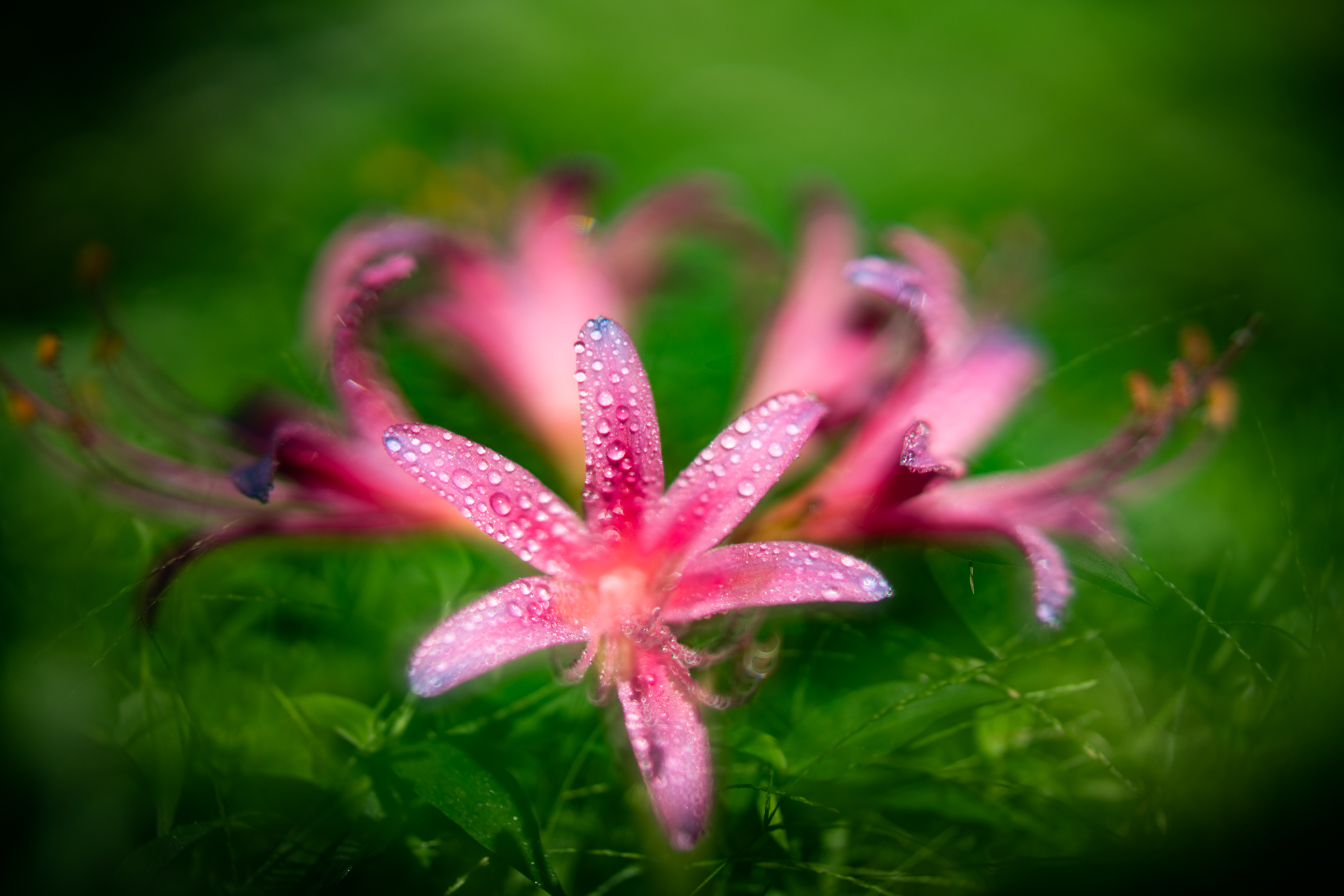 f:id:Paradisia:20200915165907j:plain f:id:Paradisia:20200915165907j:plain