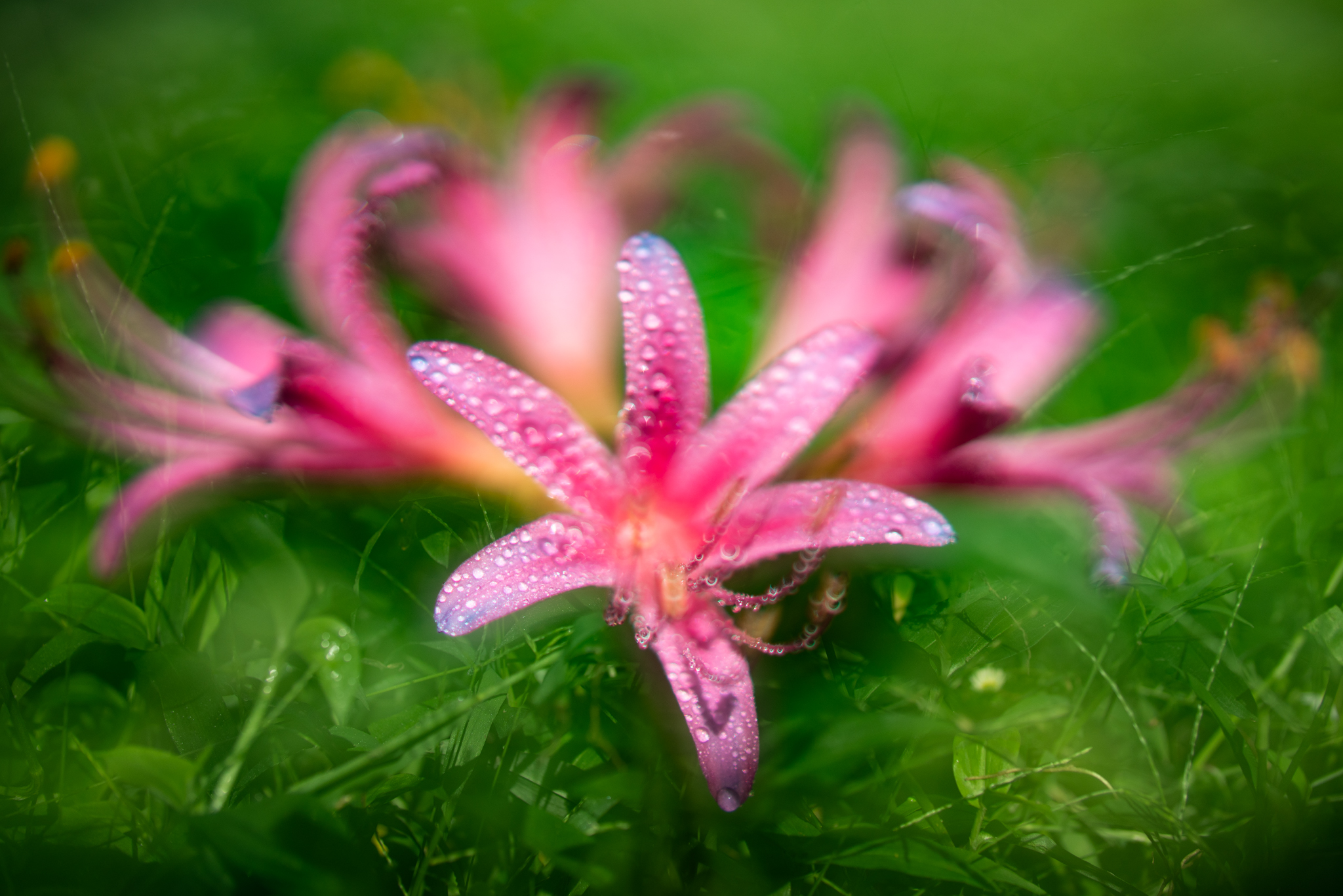 f:id:Paradisia:20200915165944j:plain f:id:Paradisia:20200915165944j:plain