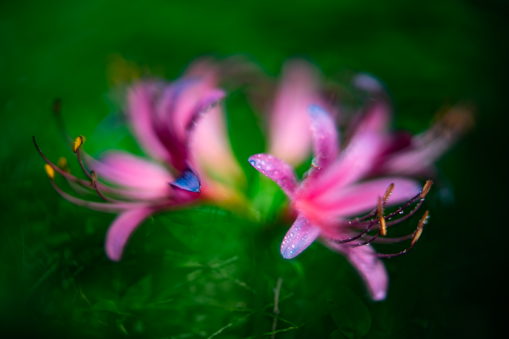 f:id:Paradisia:20200915170014j:plain f:id:Paradisia:20200915170014j:plain