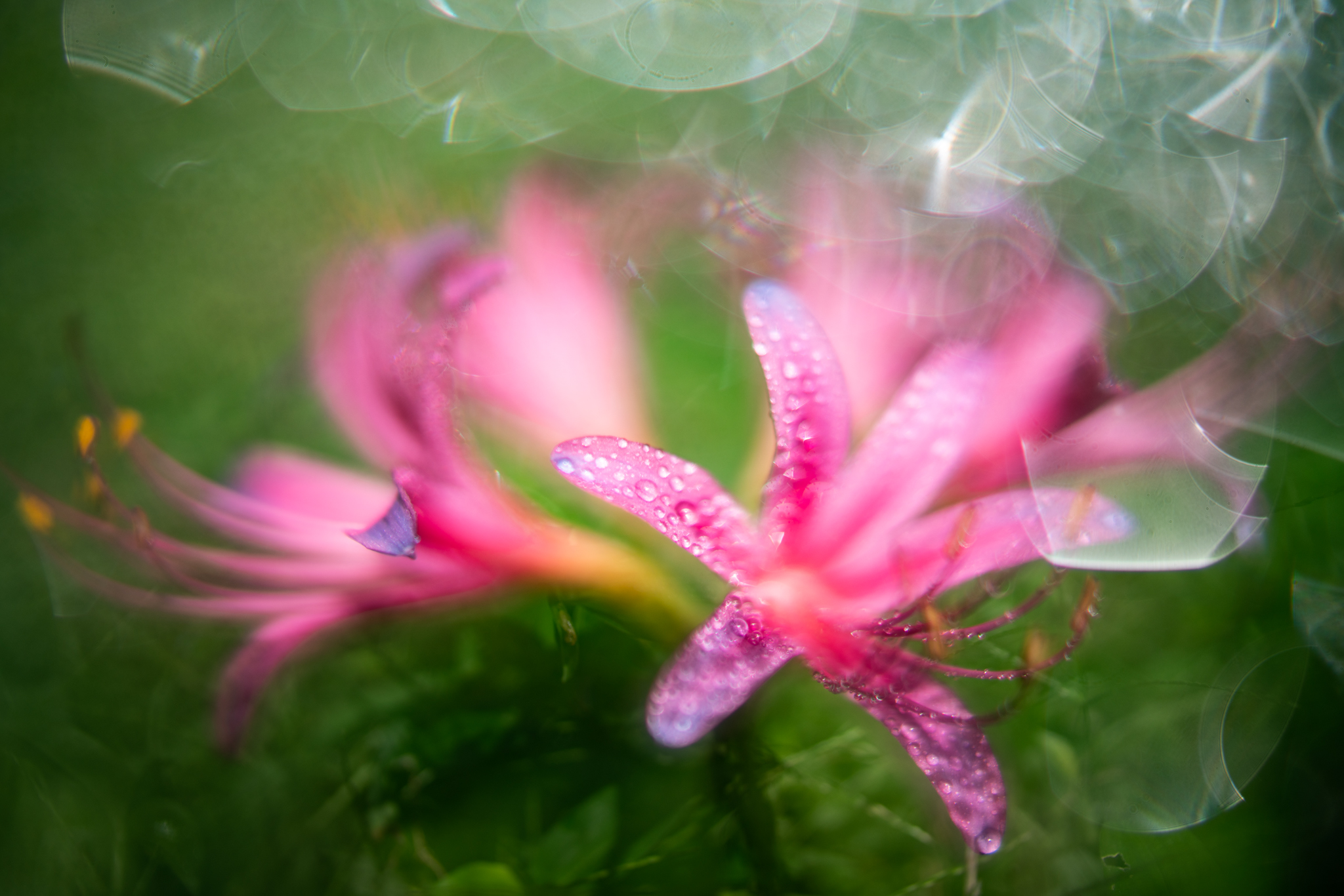f:id:Paradisia:20200915170844j:plain f:id:Paradisia:20200915170844j:plain