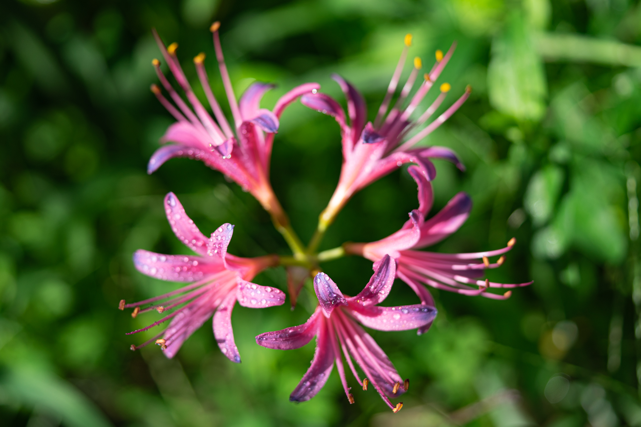 f:id:Paradisia:20200916105344j:plain f:id:Paradisia:20200916105344j:plain
