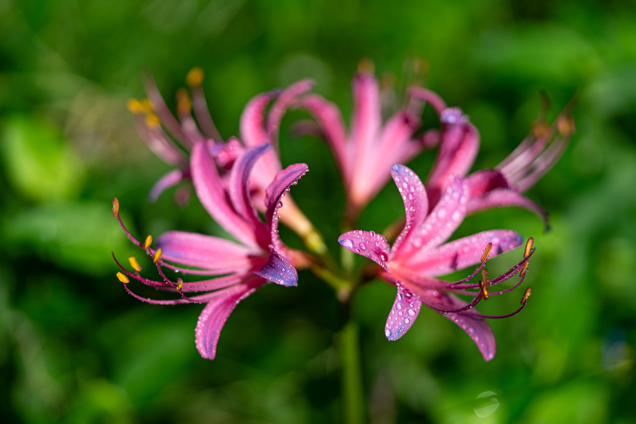 f:id:Paradisia:20200916105640j:plain f:id:Paradisia:20200916105640j:plain