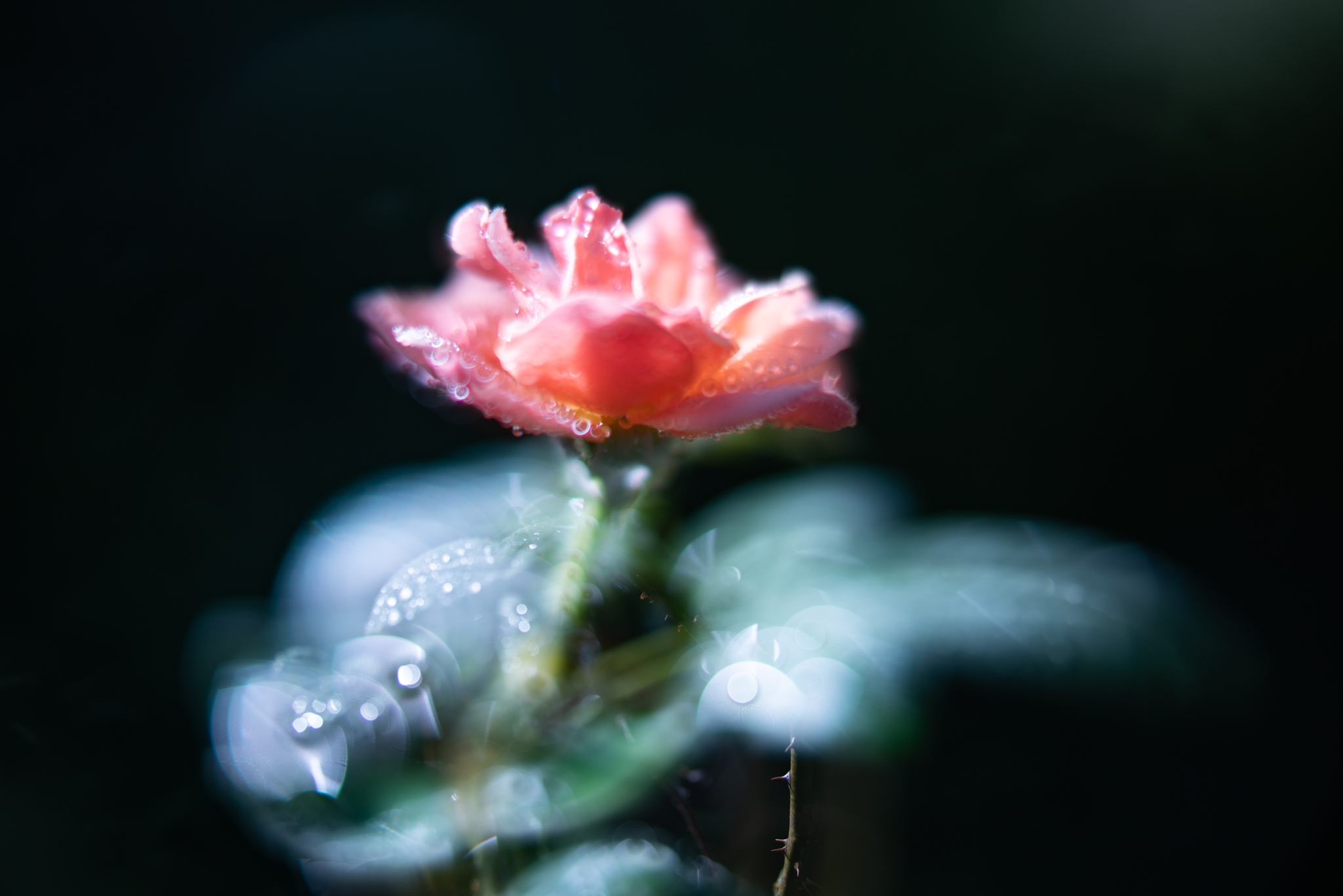 f:id:Paradisia:20200916150656j:plain f:id:Paradisia:20200916150656j:plain