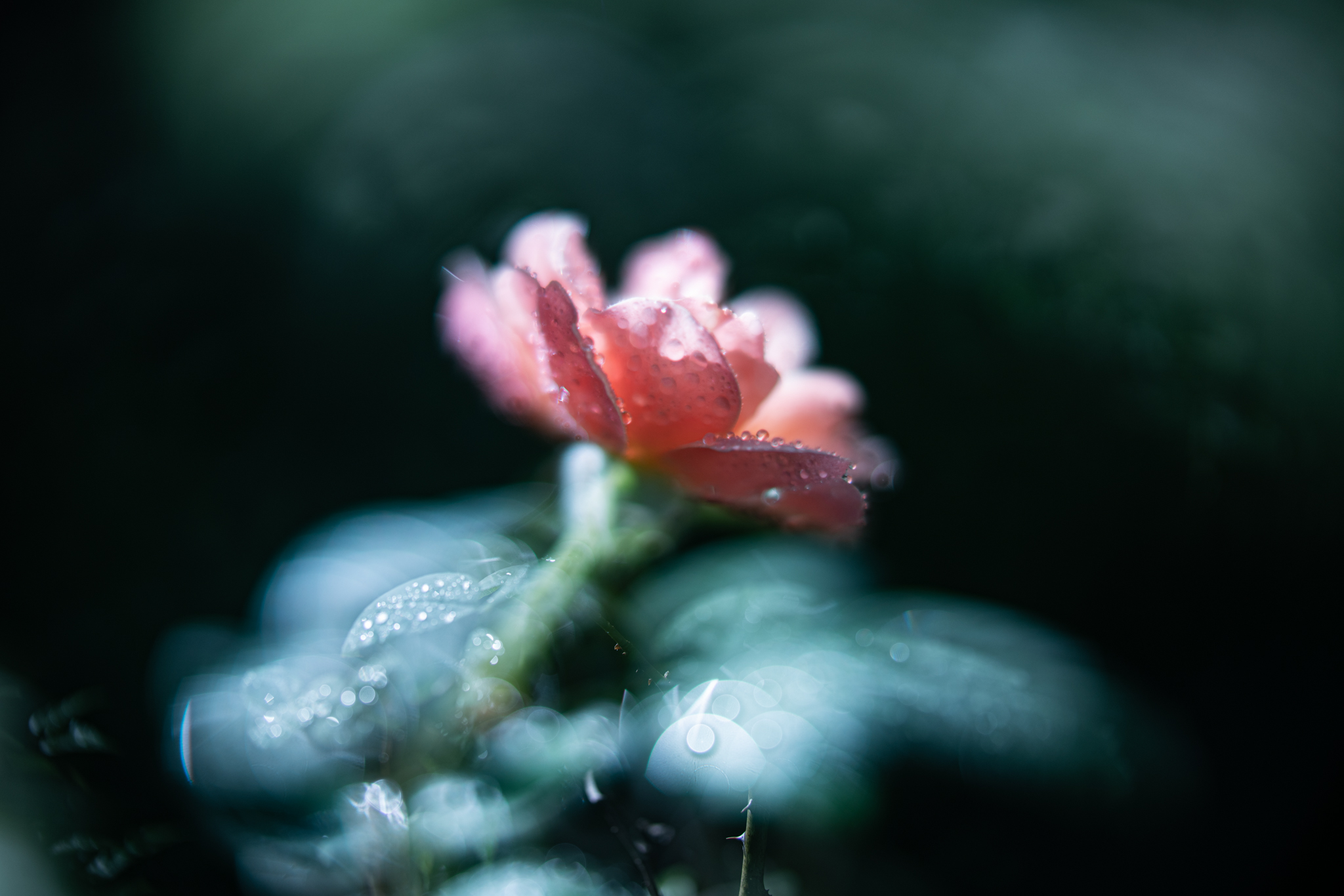 f:id:Paradisia:20200916150716j:plain f:id:Paradisia:20200916150716j:plain