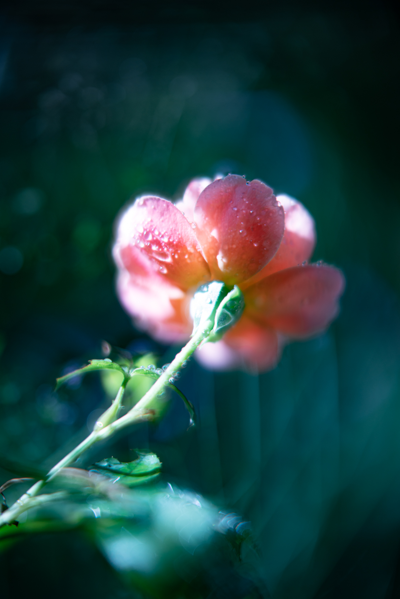 f:id:Paradisia:20200916150739j:plain f:id:Paradisia:20200916150739j:plain