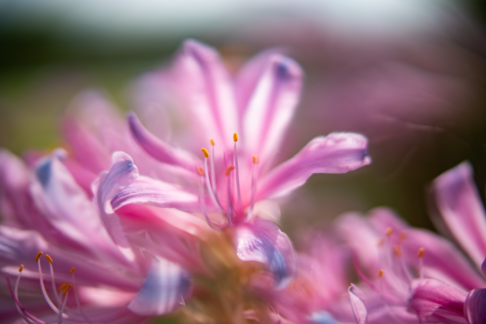 f:id:Paradisia:20200919182250j:plain