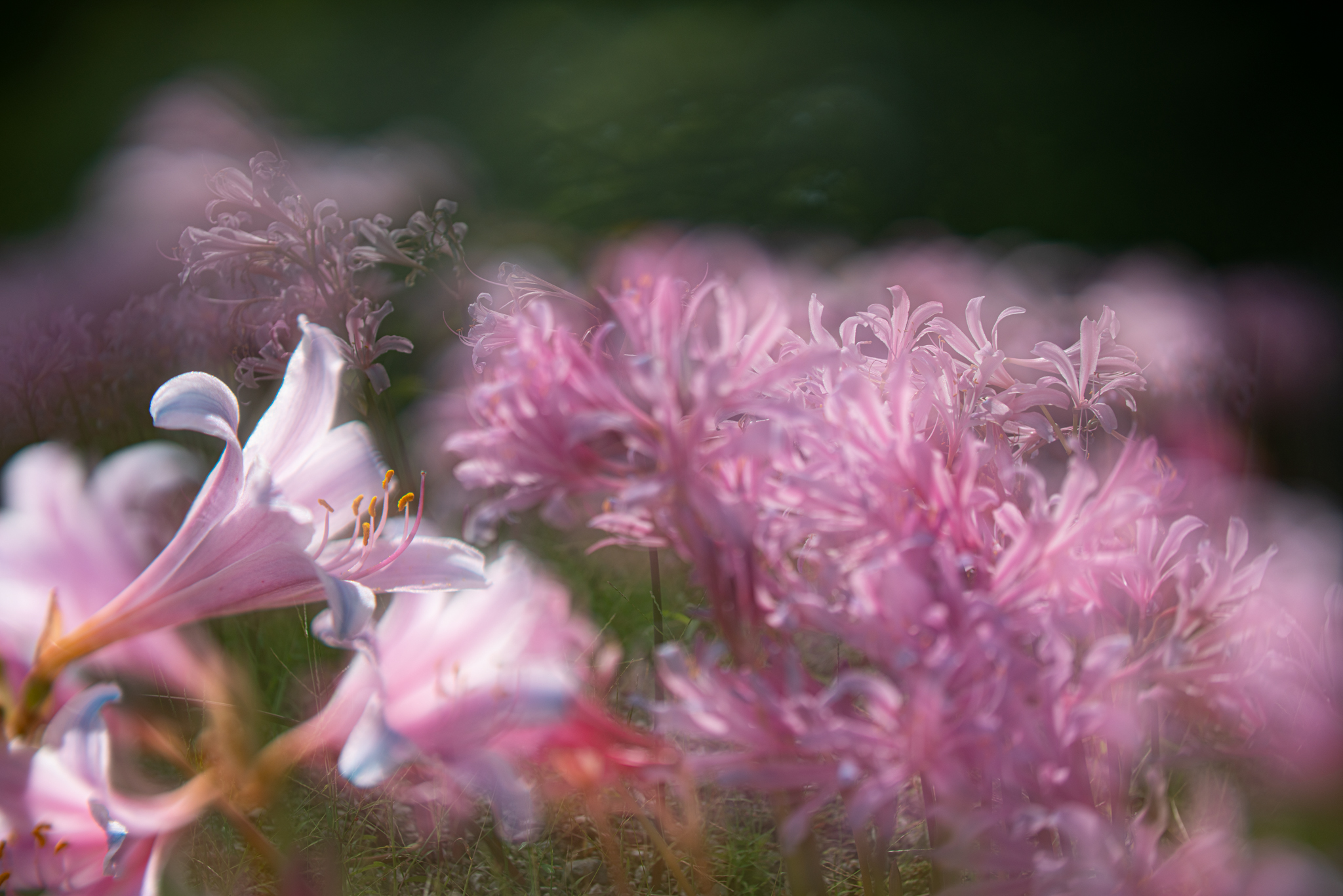 f:id:Paradisia:20200919182348j:plain