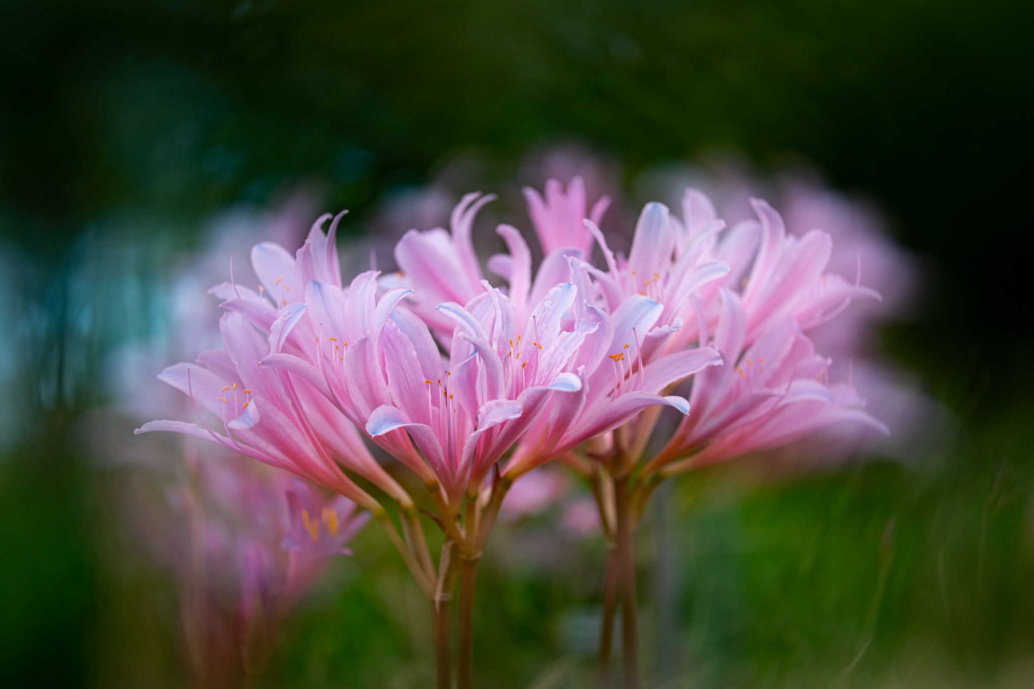 f:id:Paradisia:20200919182432j:plain