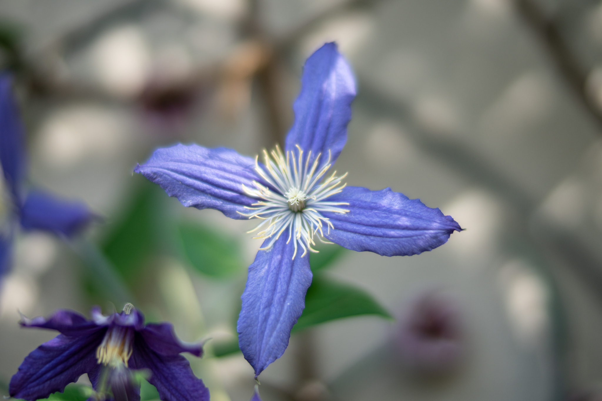 f:id:Paradisia:20200920161210j:plain f:id:Paradisia:20200920161210j:plain