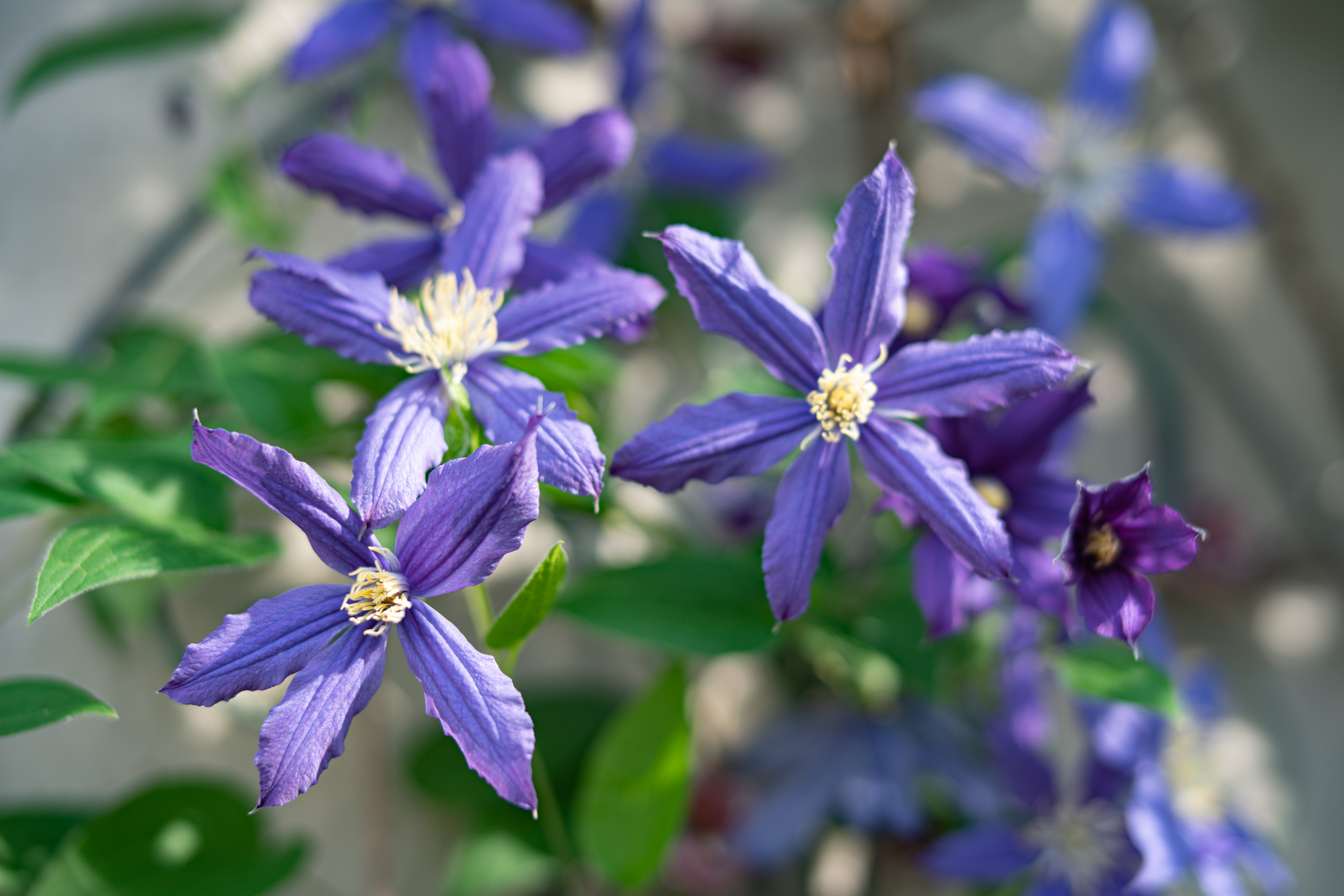 f:id:Paradisia:20200920161456j:plain f:id:Paradisia:20200920161456j:plain