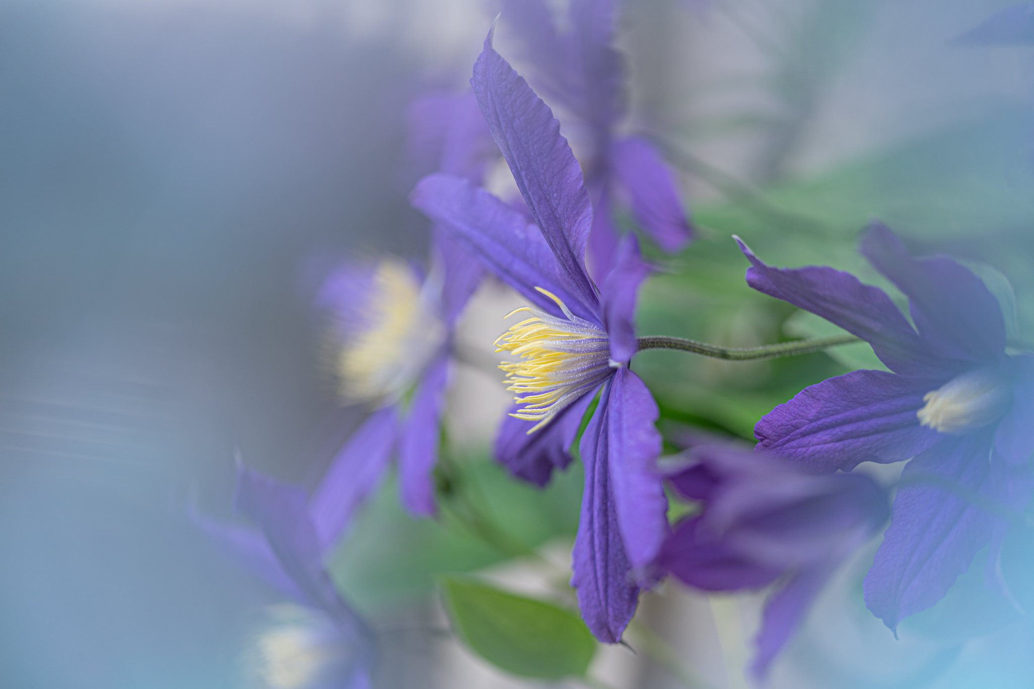 f:id:Paradisia:20200920162056j:plain f:id:Paradisia:20200920162056j:plain