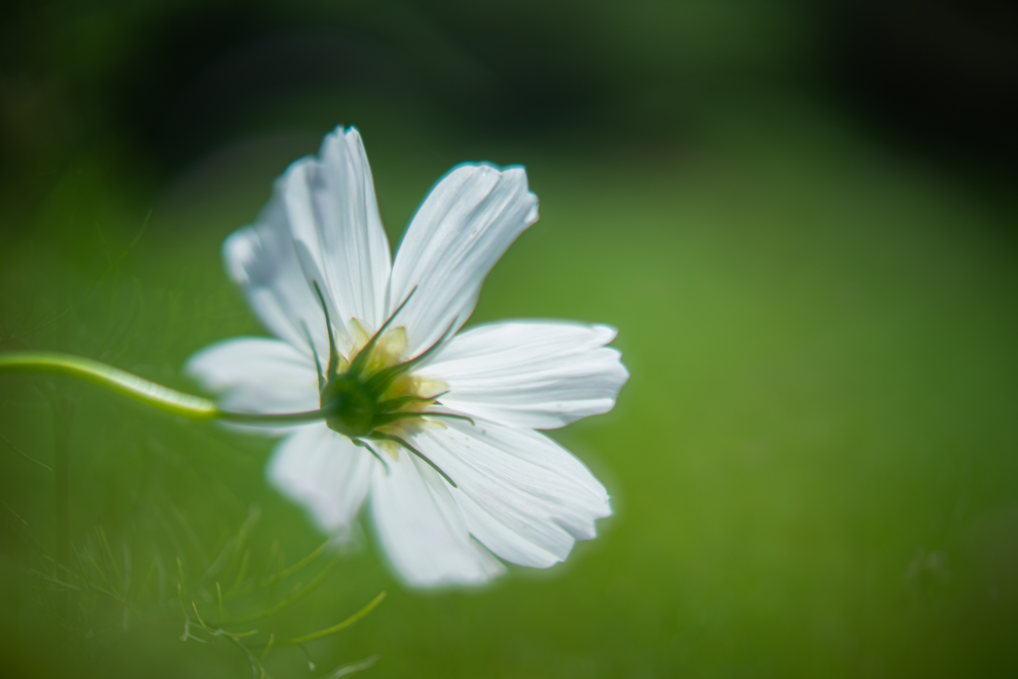 f:id:Paradisia:20200921170604j:plain
