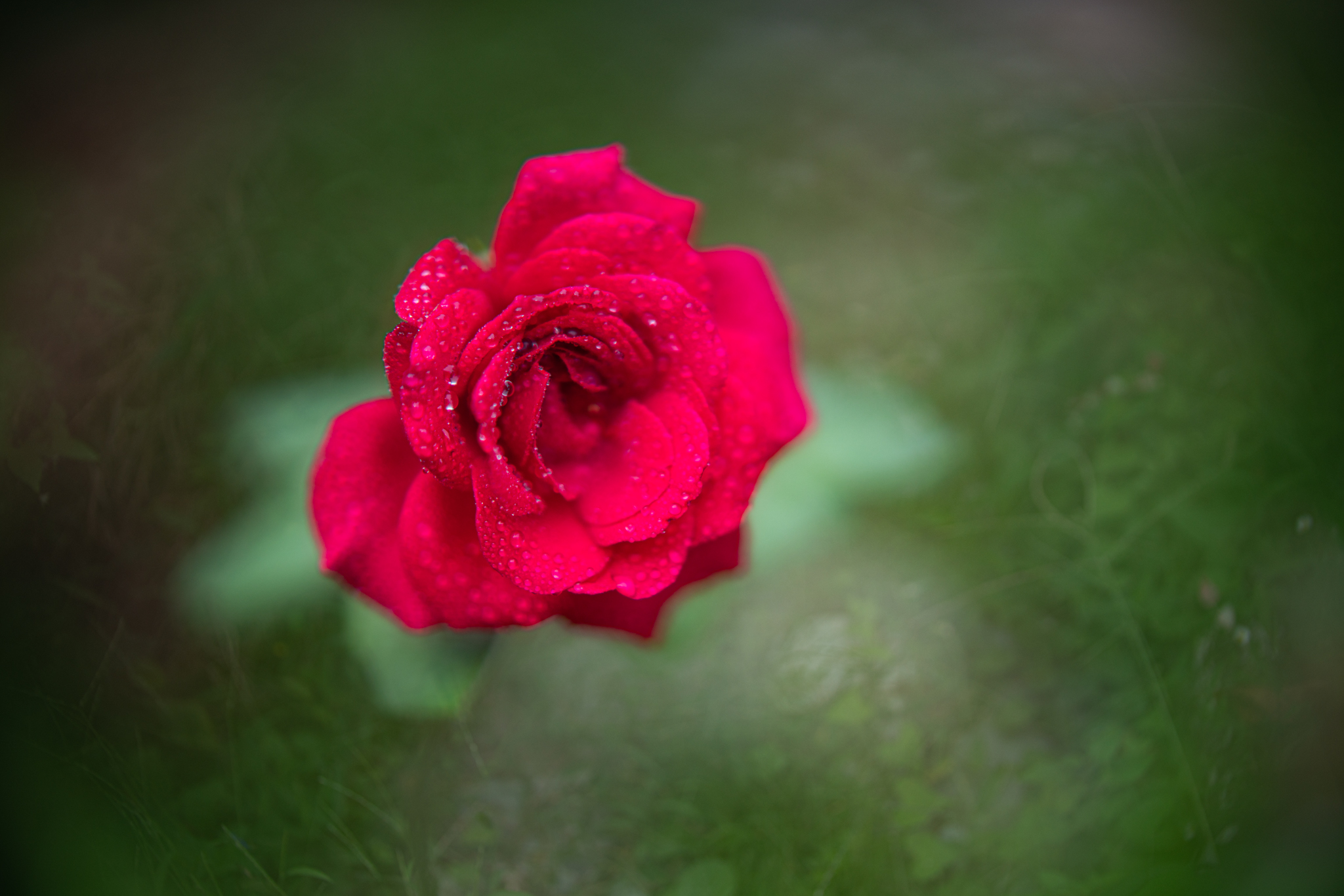 f:id:Paradisia:20200922071707j:plain