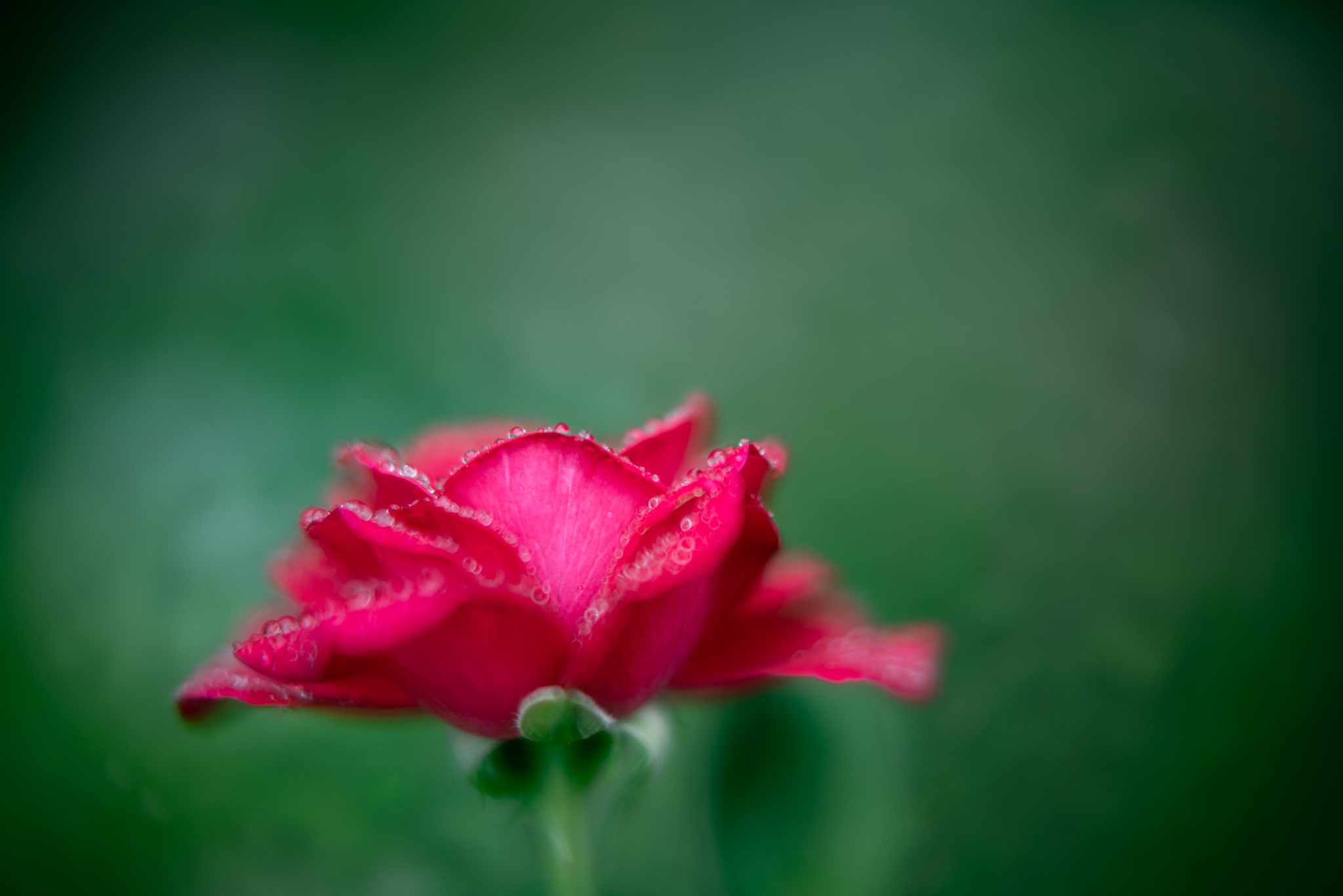 f:id:Paradisia:20200922071723j:plain