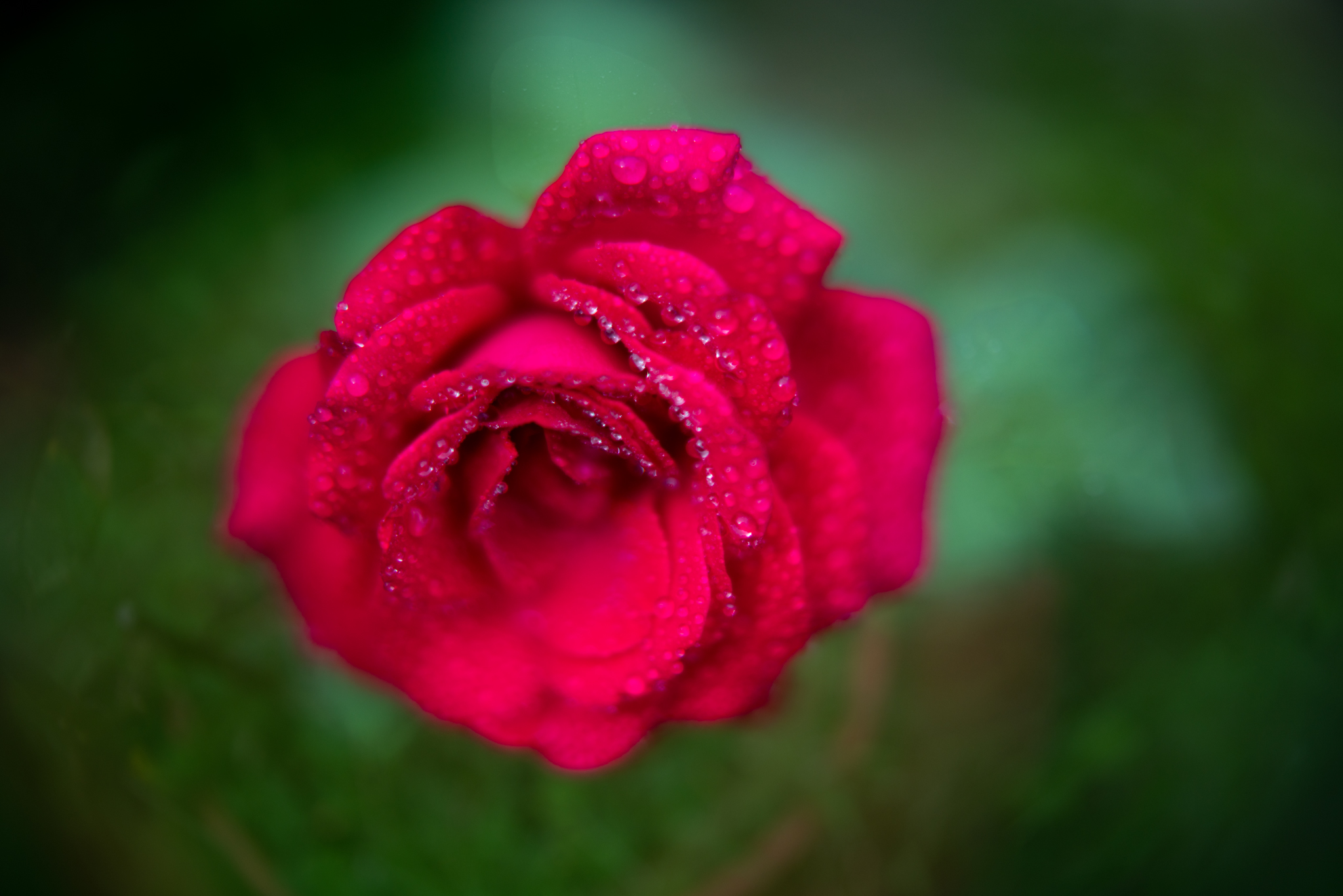 f:id:Paradisia:20200922071738j:plain