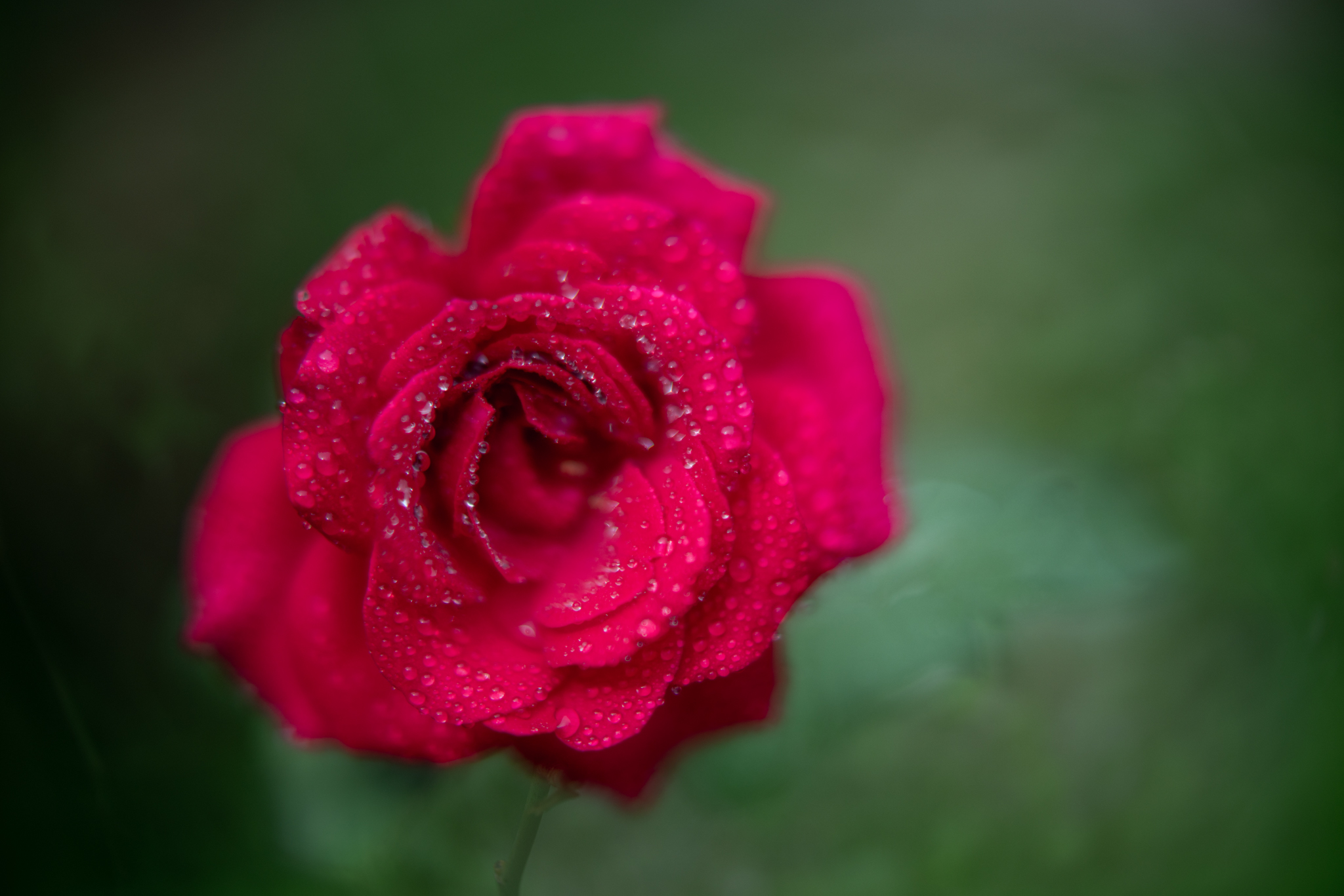 f:id:Paradisia:20200922071750j:plain