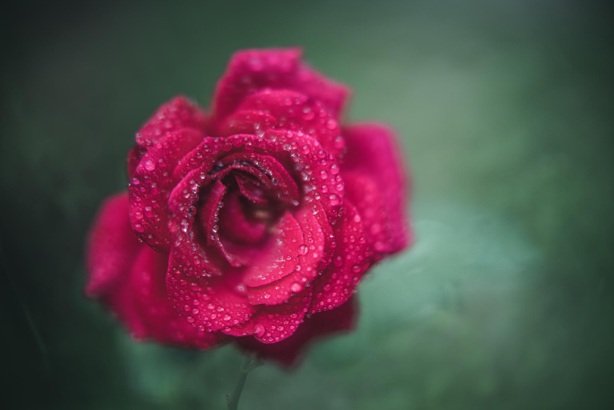 f:id:Paradisia:20200922072546j:plain