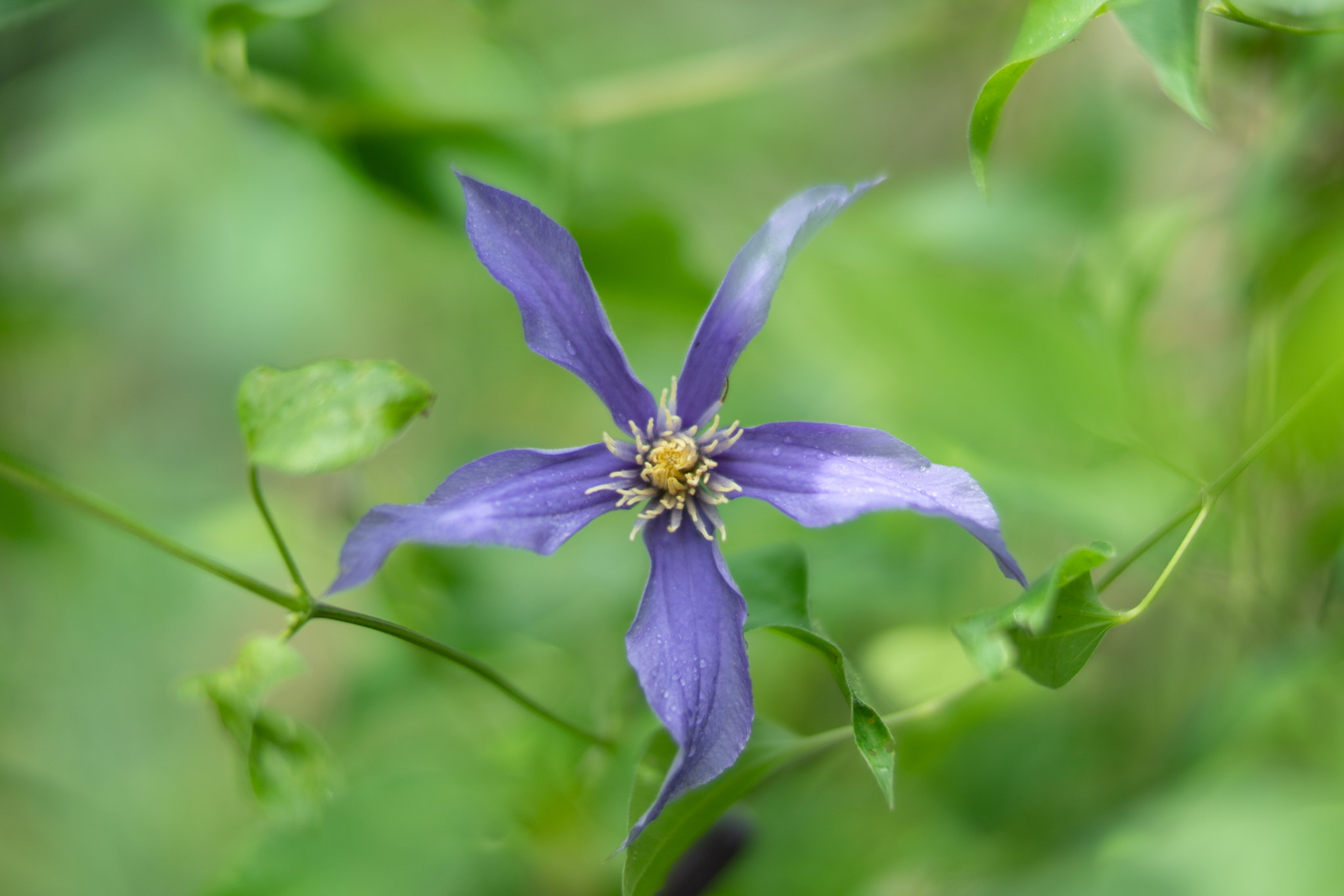 f:id:Paradisia:20200922113615j:plain f:id:Paradisia:20200922113615j:plain