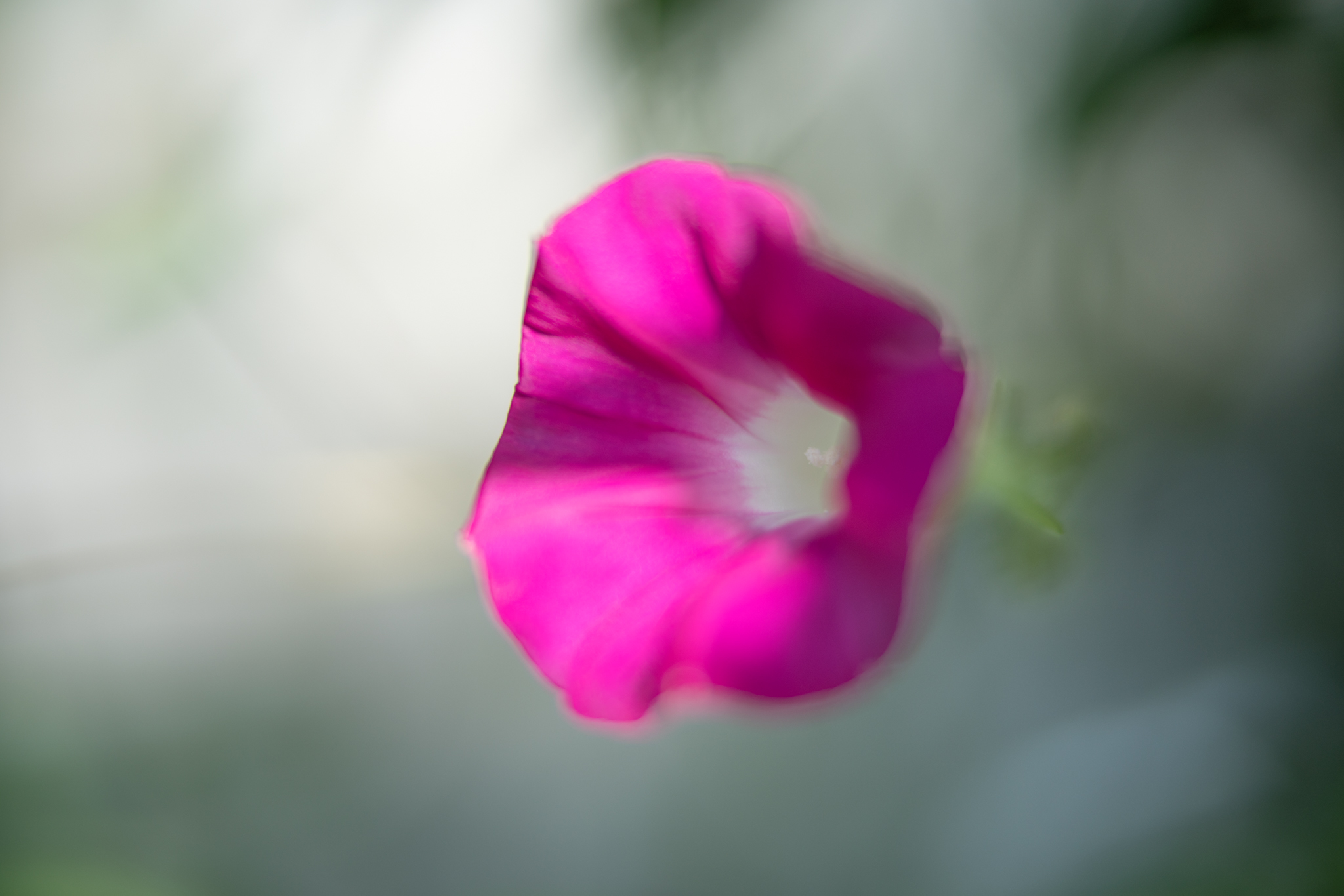 f:id:Paradisia:20200923093256j:plain f:id:Paradisia:20200923093256j:plain