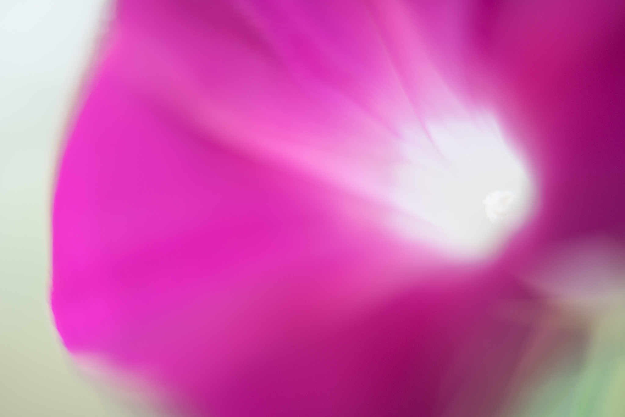 f:id:Paradisia:20200923093336j:plain f:id:Paradisia:20200923093336j:plain