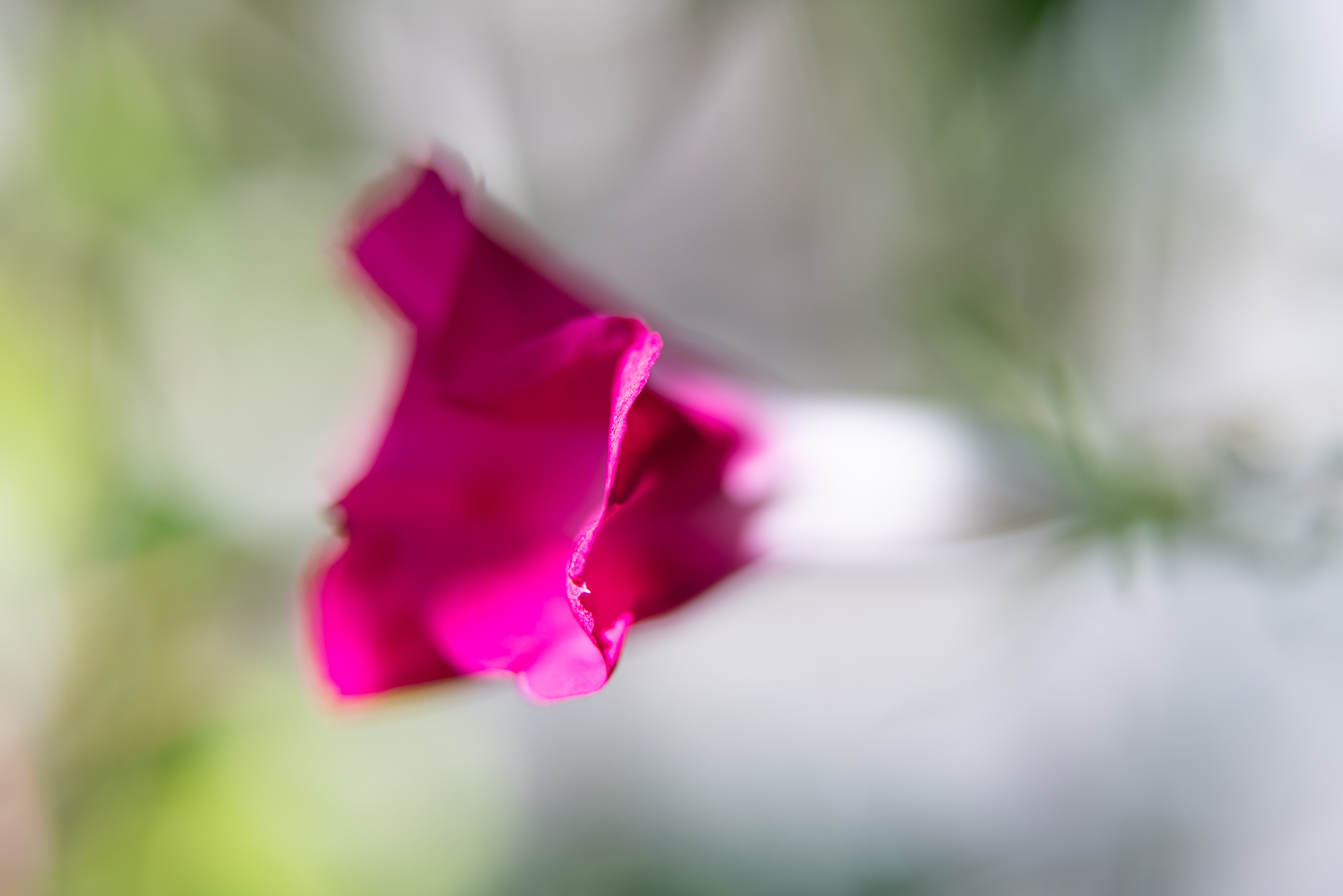 f:id:Paradisia:20200923093409j:plain f:id:Paradisia:20200923093409j:plain