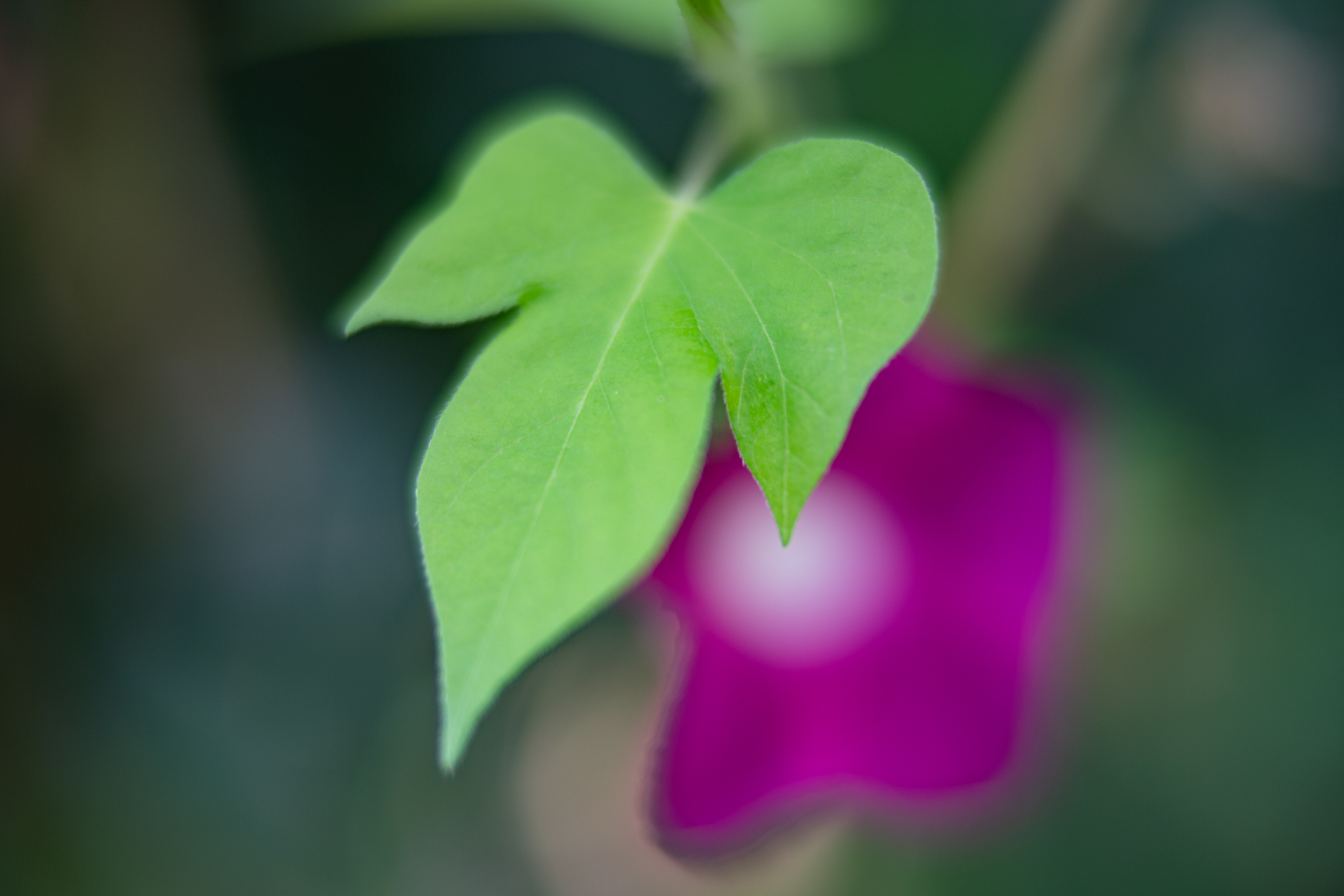 f:id:Paradisia:20200923093437j:plain f:id:Paradisia:20200923093437j:plain
