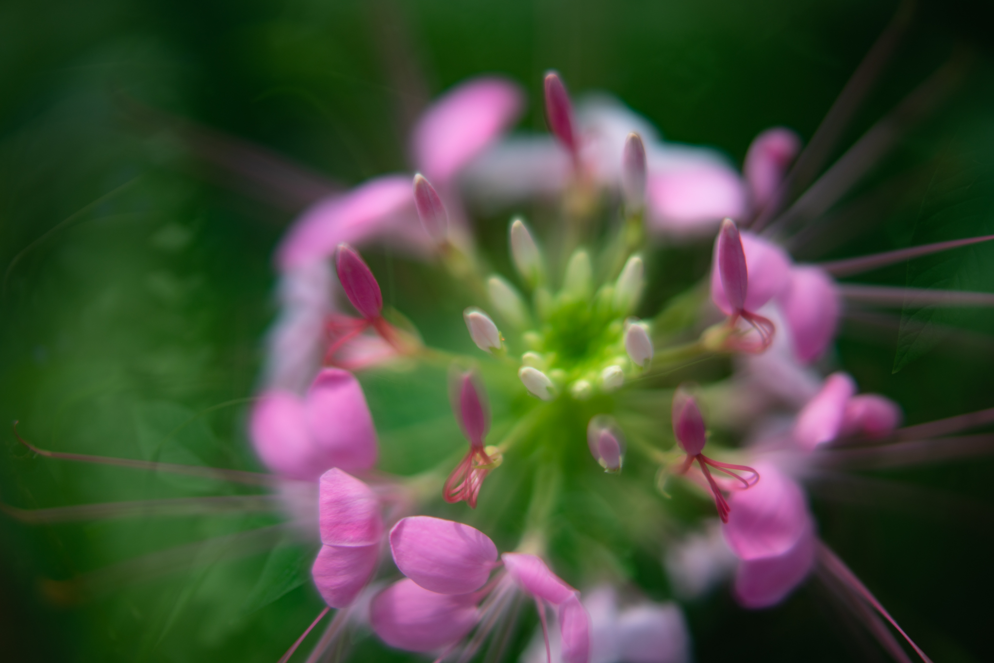f:id:Paradisia:20200924065358j:plain