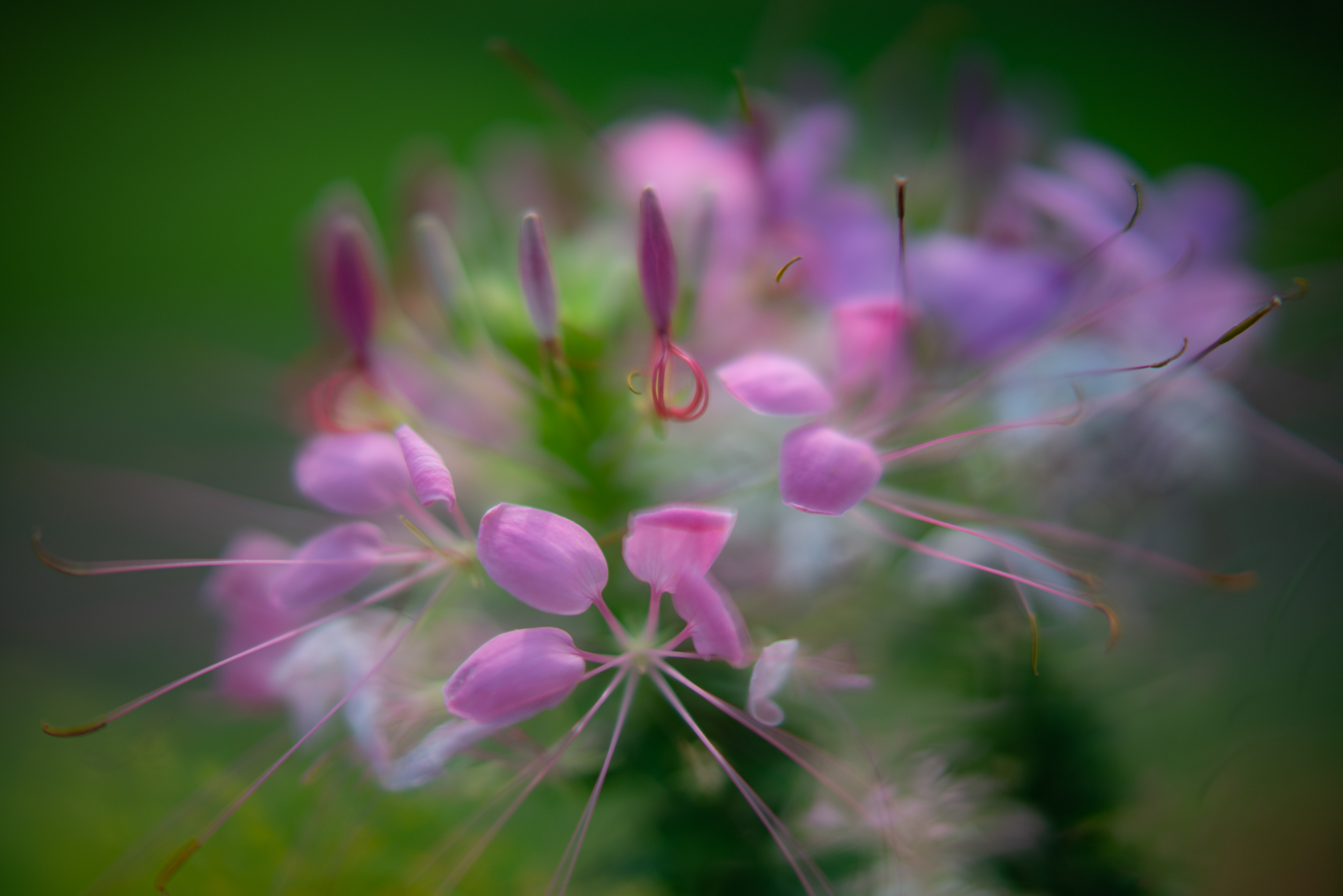 f:id:Paradisia:20200924065414j:plain