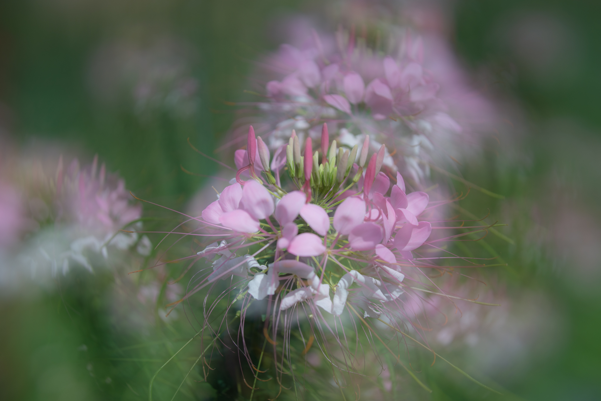 f:id:Paradisia:20200924065521j:plain