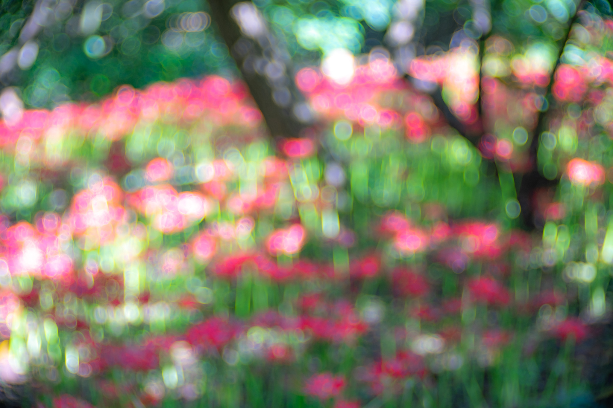 f:id:Paradisia:20200928174542j:plain