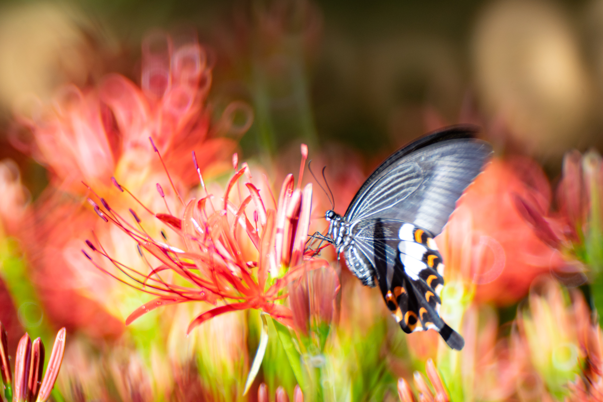 f:id:Paradisia:20200928174759j:plain