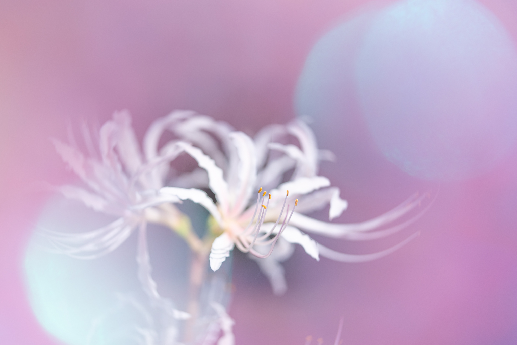 f:id:Paradisia:20200929172217j:plain