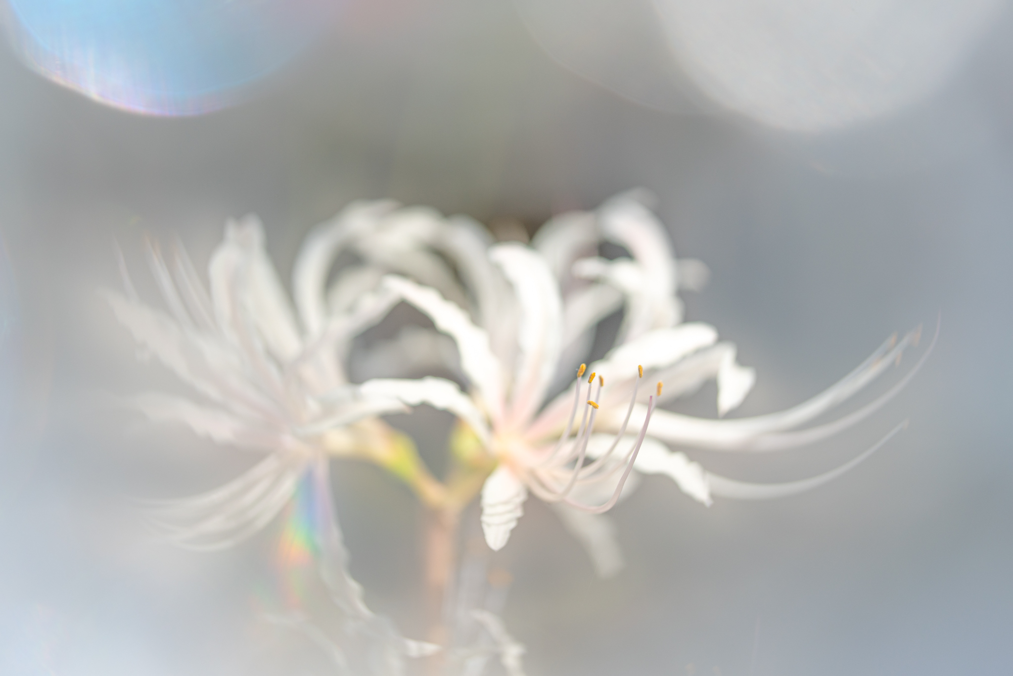 f:id:Paradisia:20200929172247j:plain