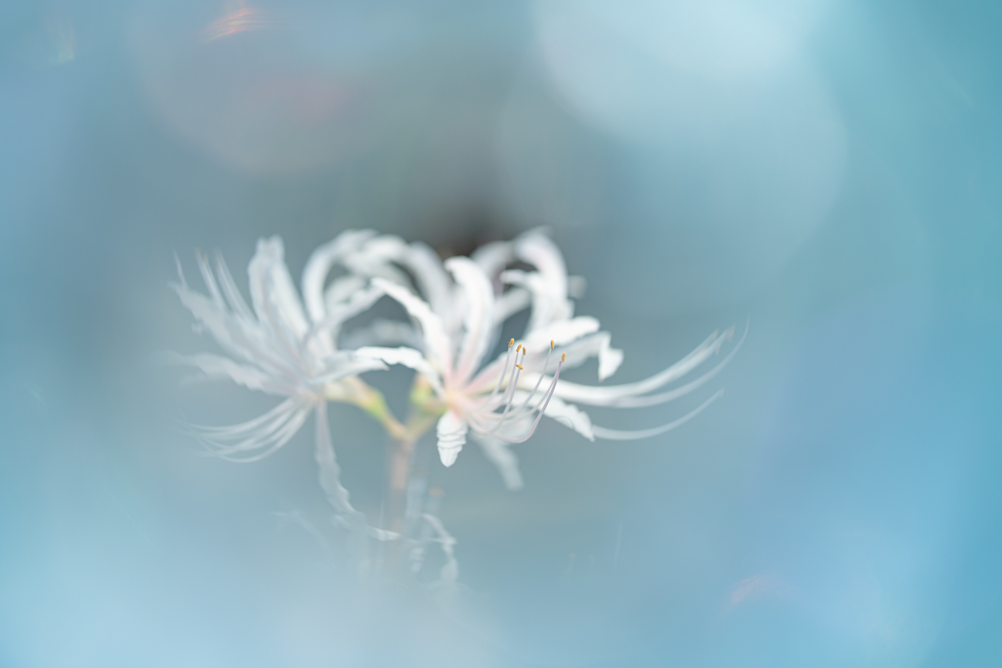f:id:Paradisia:20200929172308j:plain