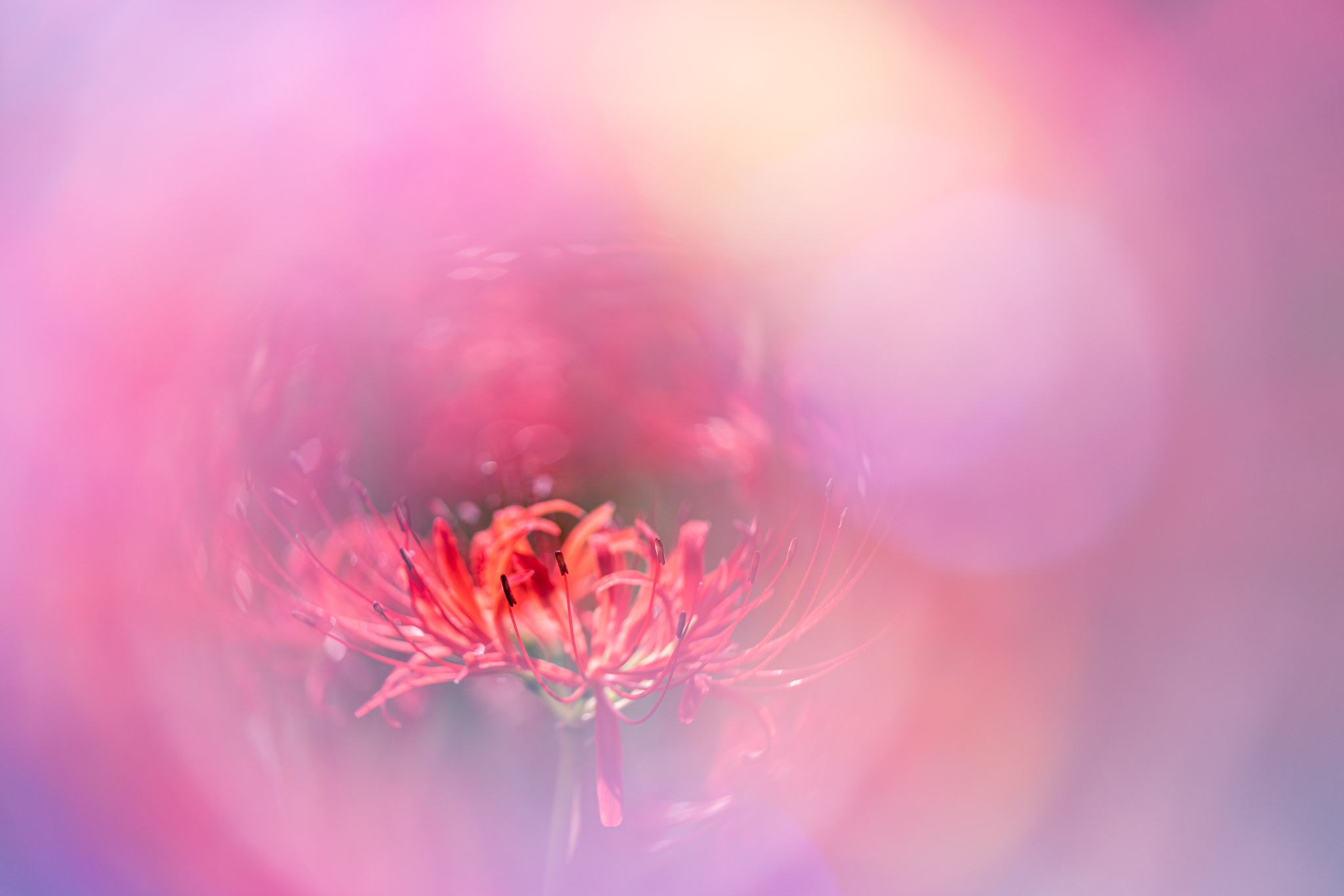 f:id:Paradisia:20200929172906j:plain
