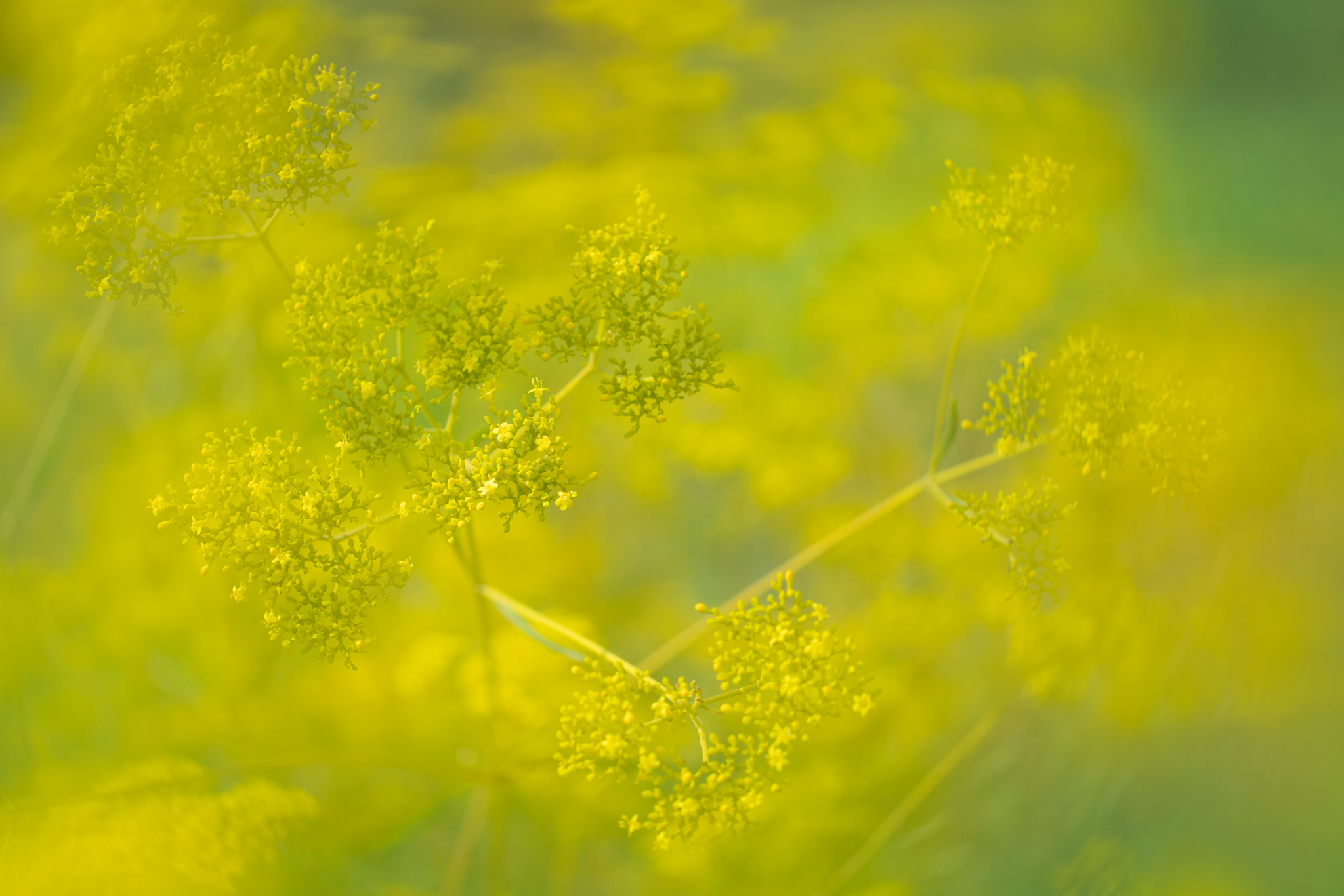 f:id:Paradisia:20200929182933j:plain