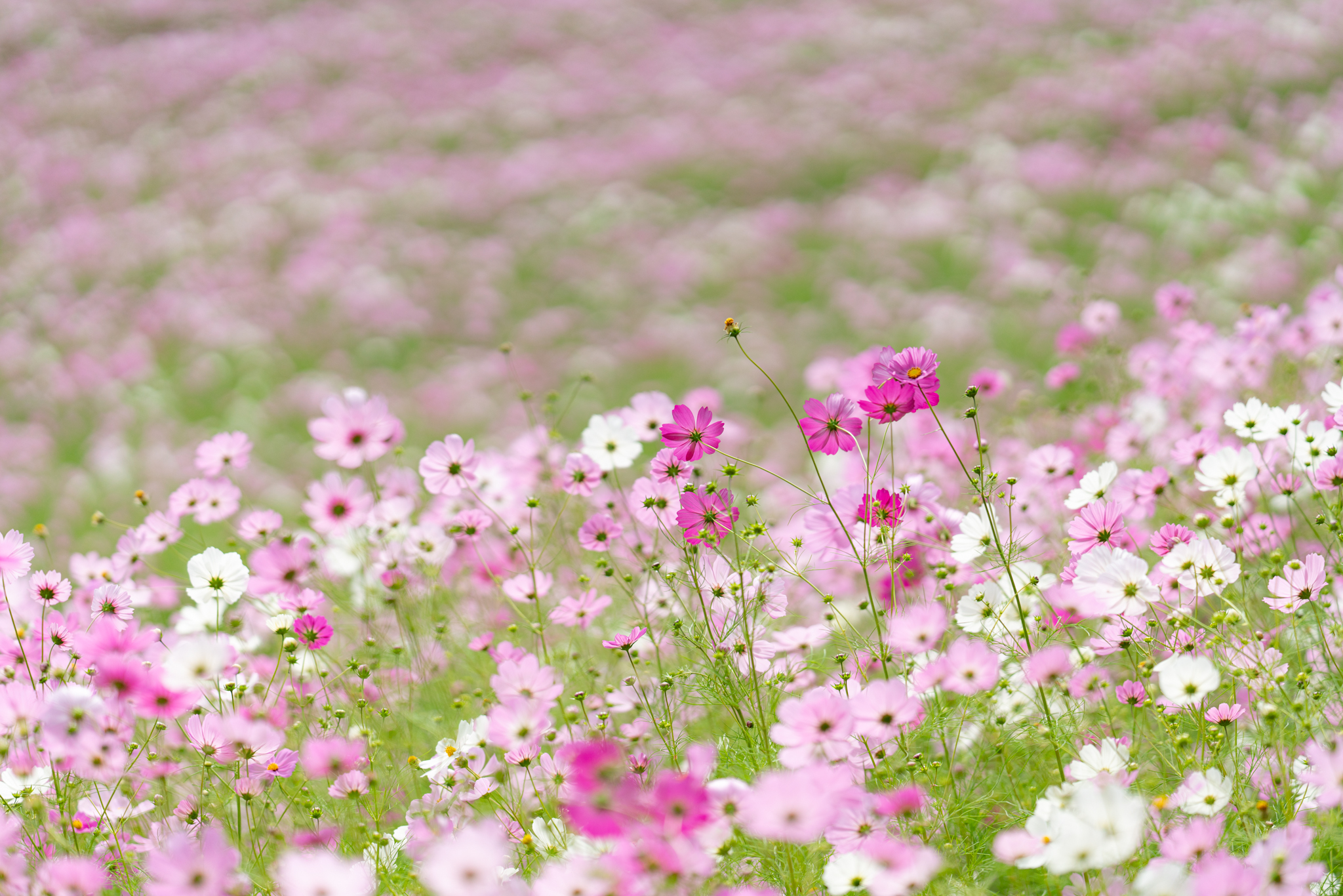 f:id:Paradisia:20201007172118j:plain f:id:Paradisia:20201007172118j:plain
