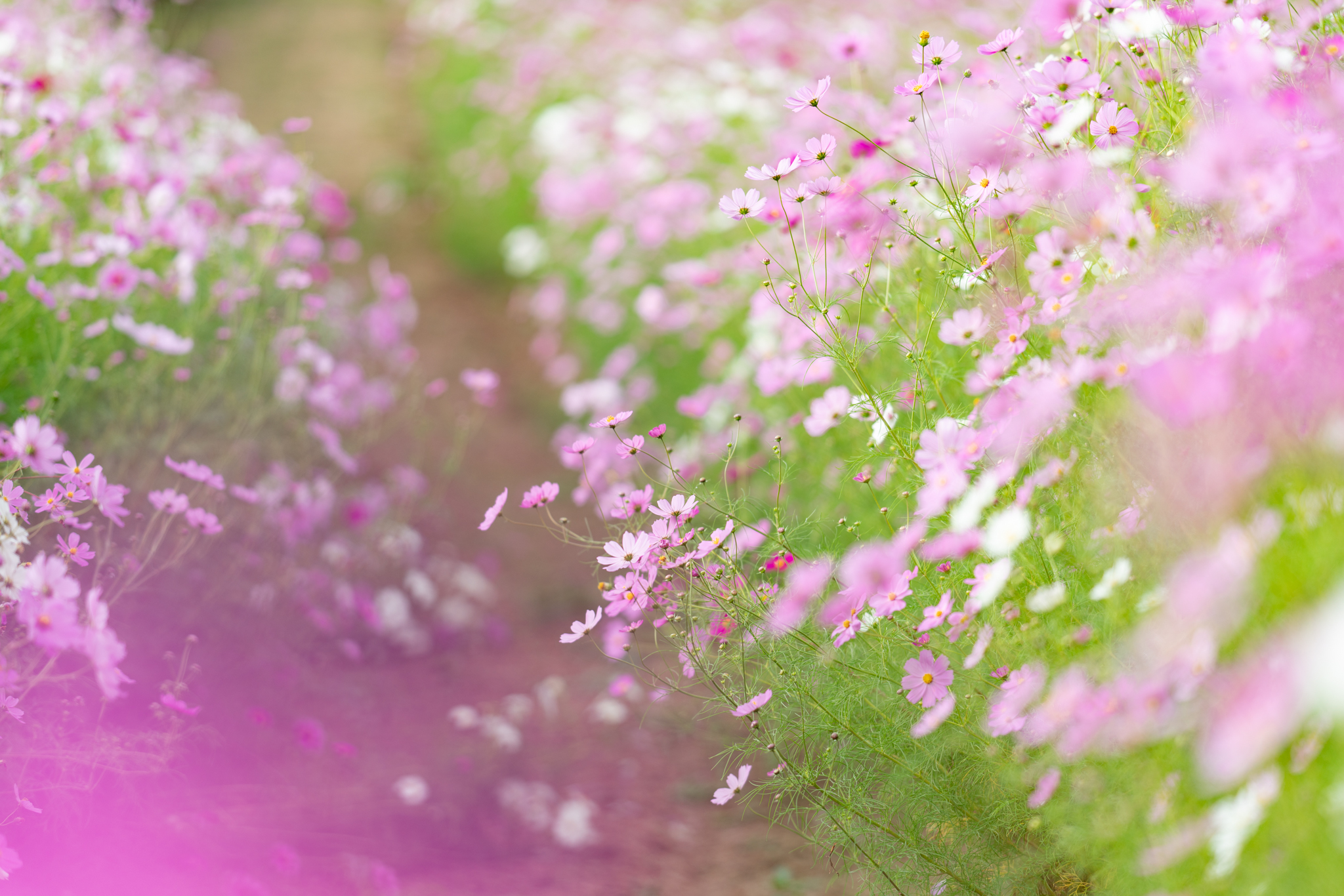 f:id:Paradisia:20201007174218j:plain f:id:Paradisia:20201007174218j:plain