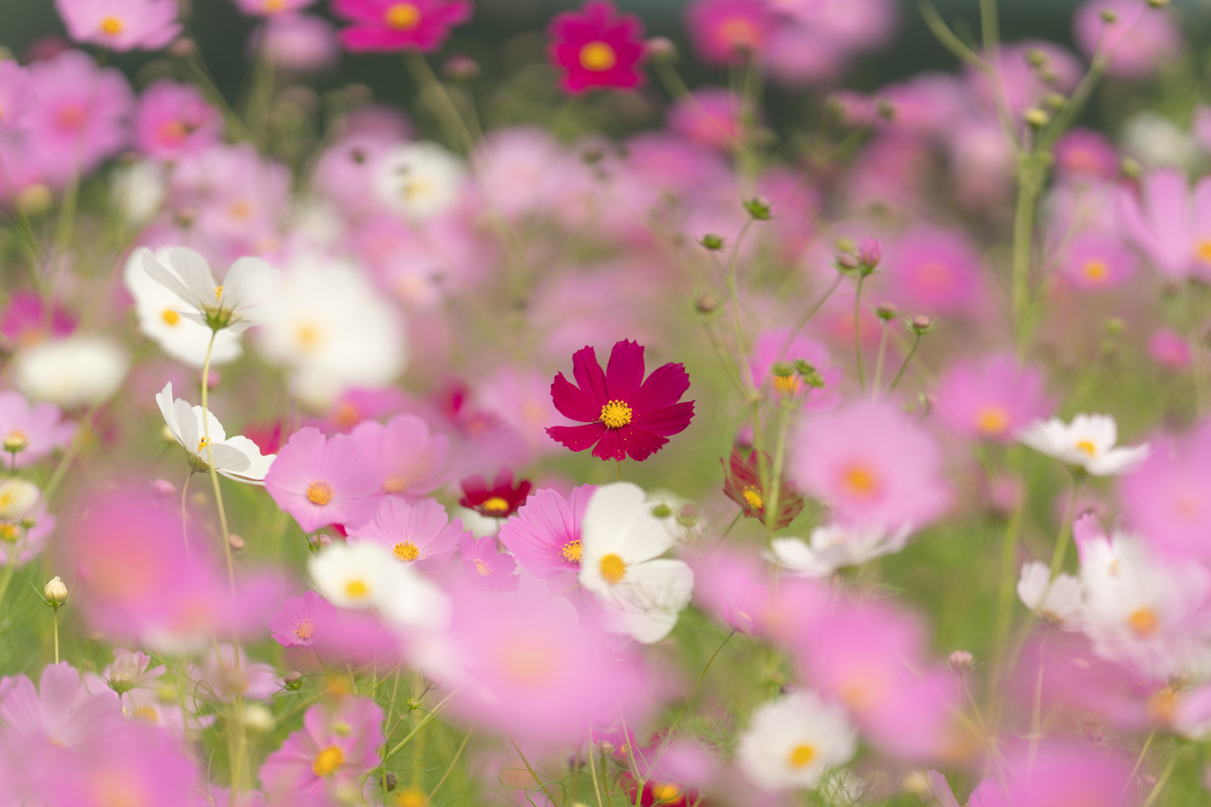 f:id:Paradisia:20201007174351j:plain f:id:Paradisia:20201007174351j:plain