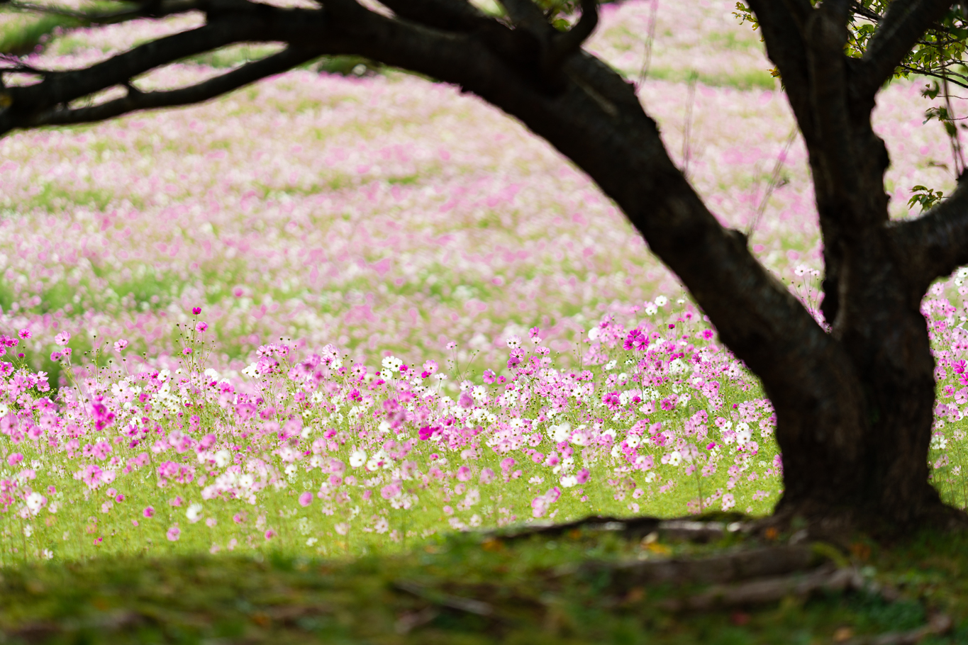 f:id:Paradisia:20201007175011j:plain f:id:Paradisia:20201007175011j:plain