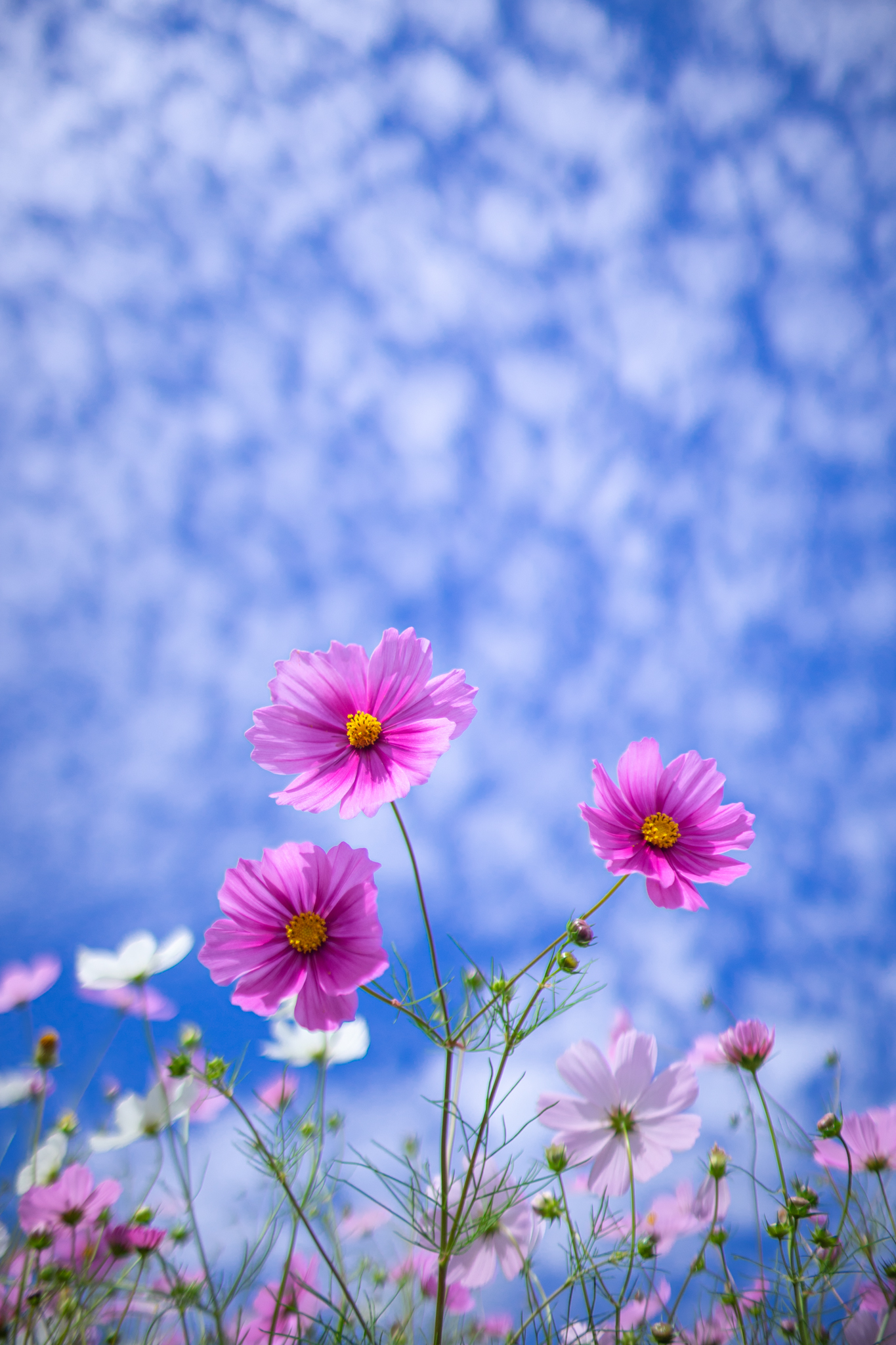 f:id:Paradisia:20201008061237j:plain f:id:Paradisia:20201008061237j:plain