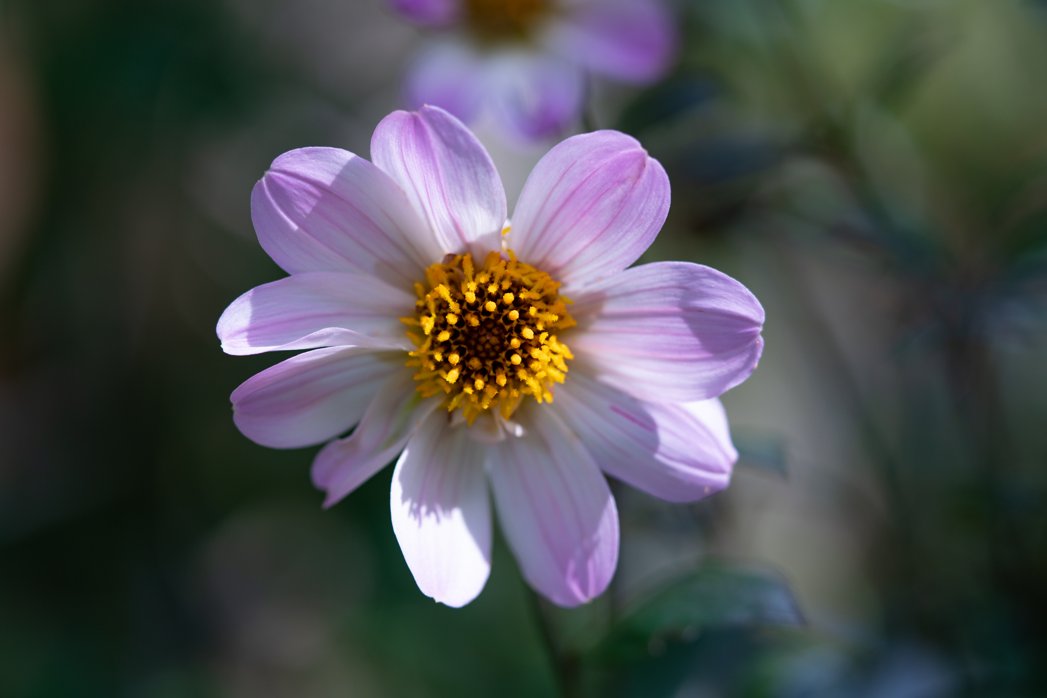 f:id:Paradisia:20201010170944j:plain f:id:Paradisia:20201010170944j:plain