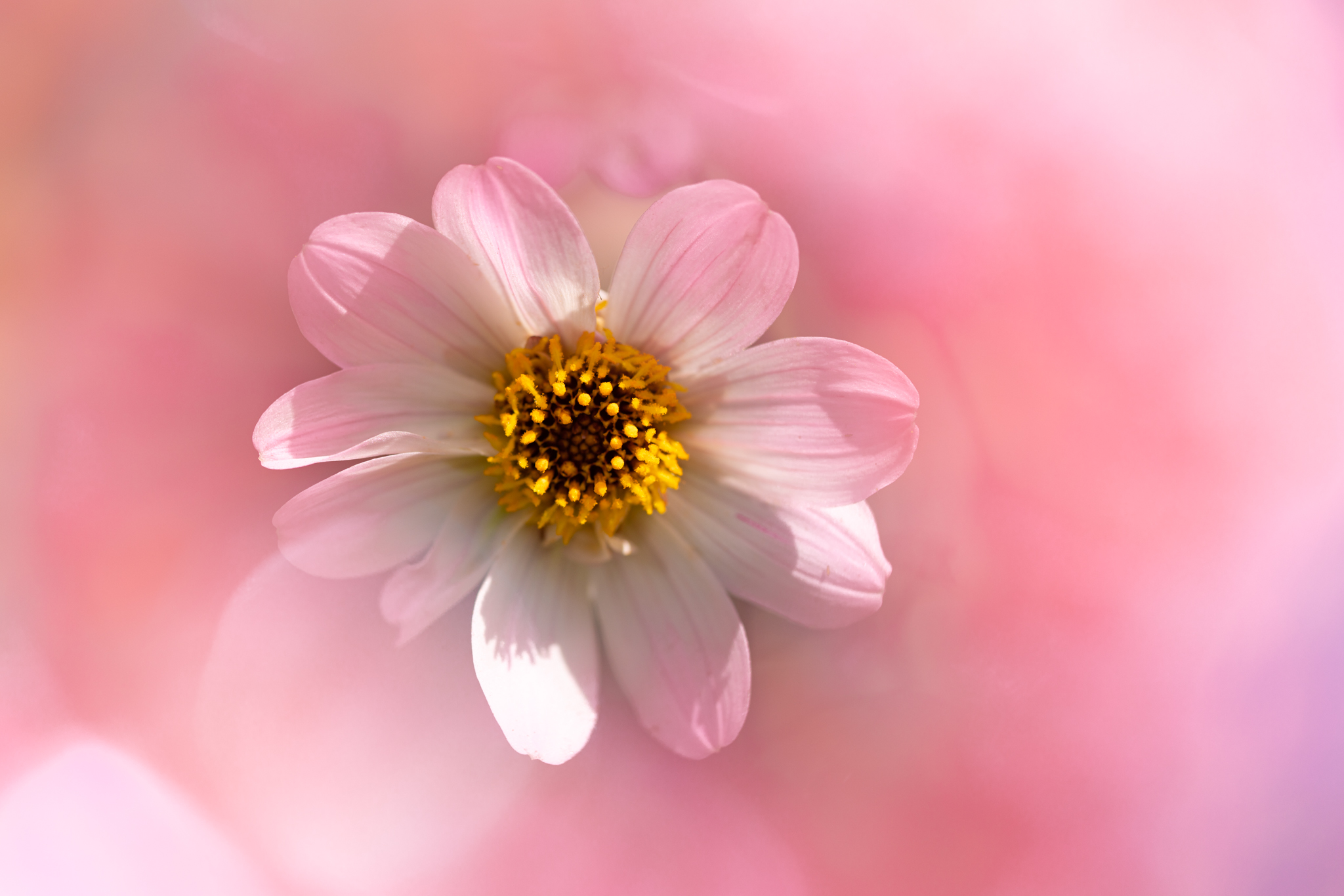f:id:Paradisia:20201010171015j:plain f:id:Paradisia:20201010171015j:plain