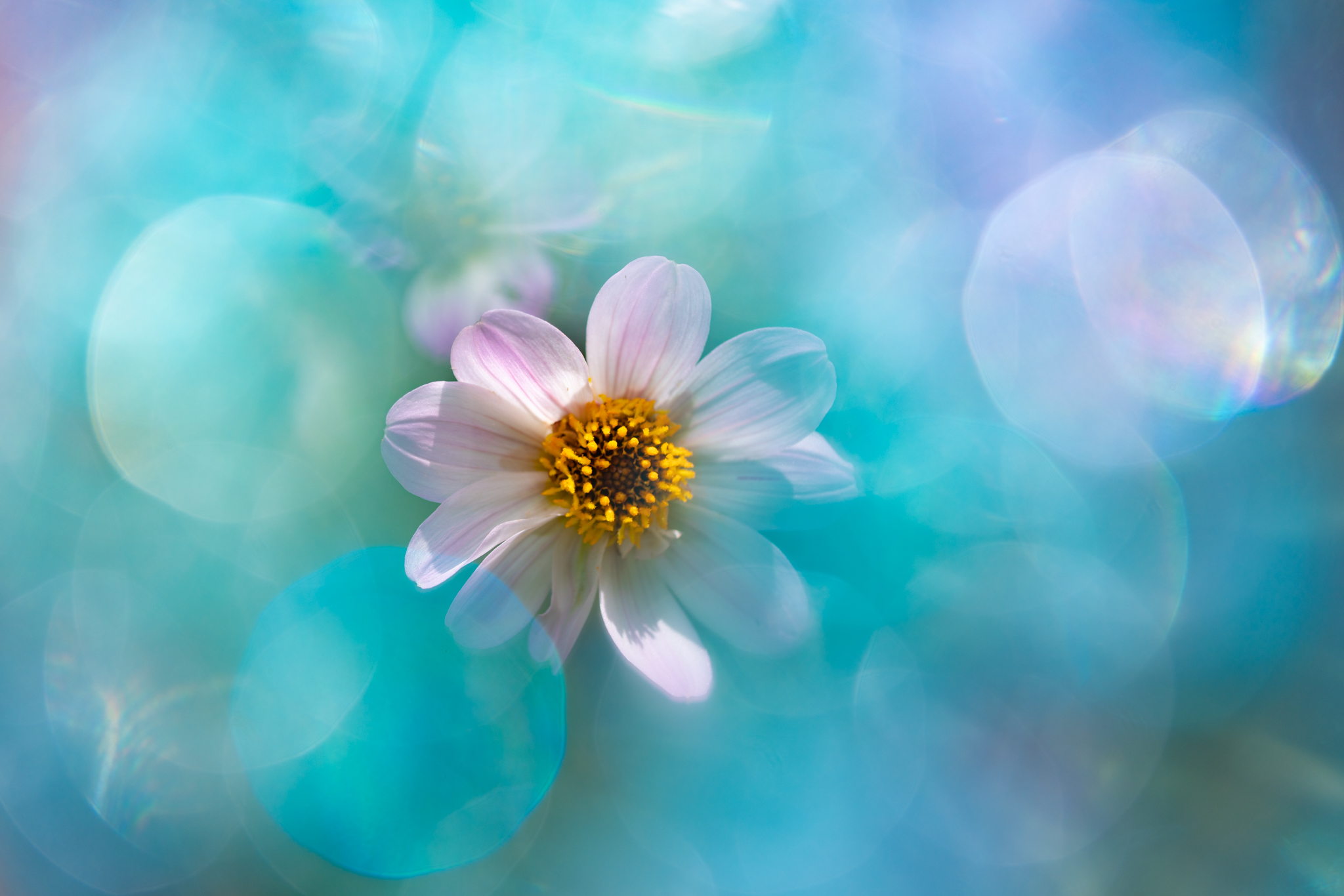 f:id:Paradisia:20201010171029j:plain f:id:Paradisia:20201010171029j:plain